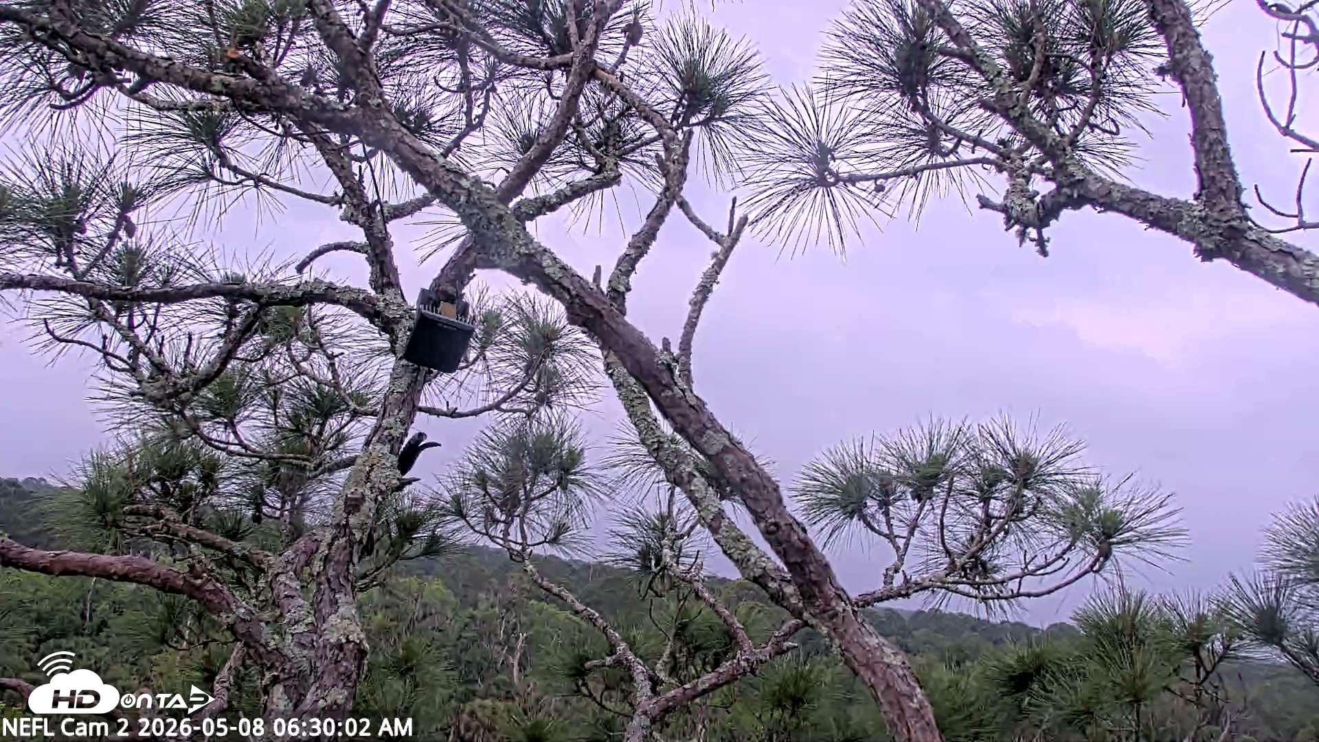 Snapshot of NE Florida Eagles Live Webcam taken May 8, 2026, 6:33am EDT