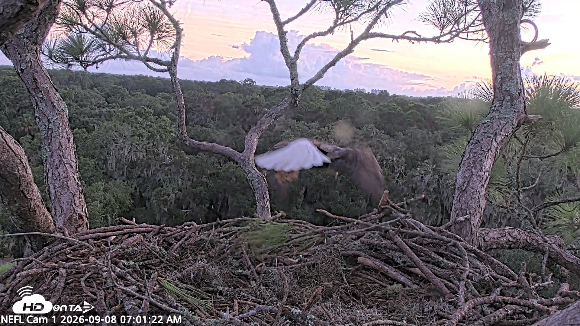 Snapshot of NE Florida Eagles Live Webcam taken Sep 8, 2026, 7:02am EDT