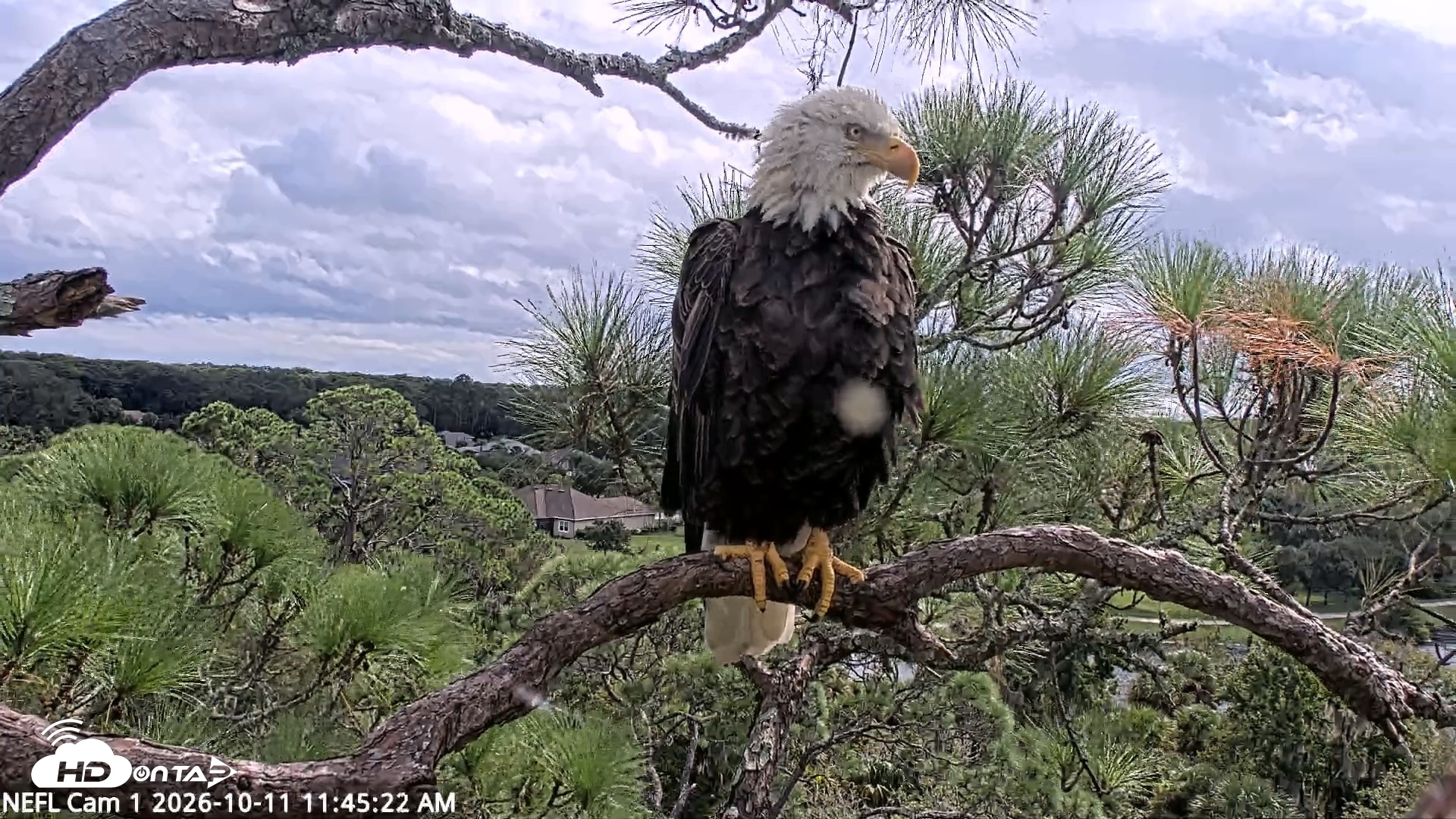 Snapshot of NE Florida Eagles Live Webcam taken Oct 11, 2026, 11:46am EDT