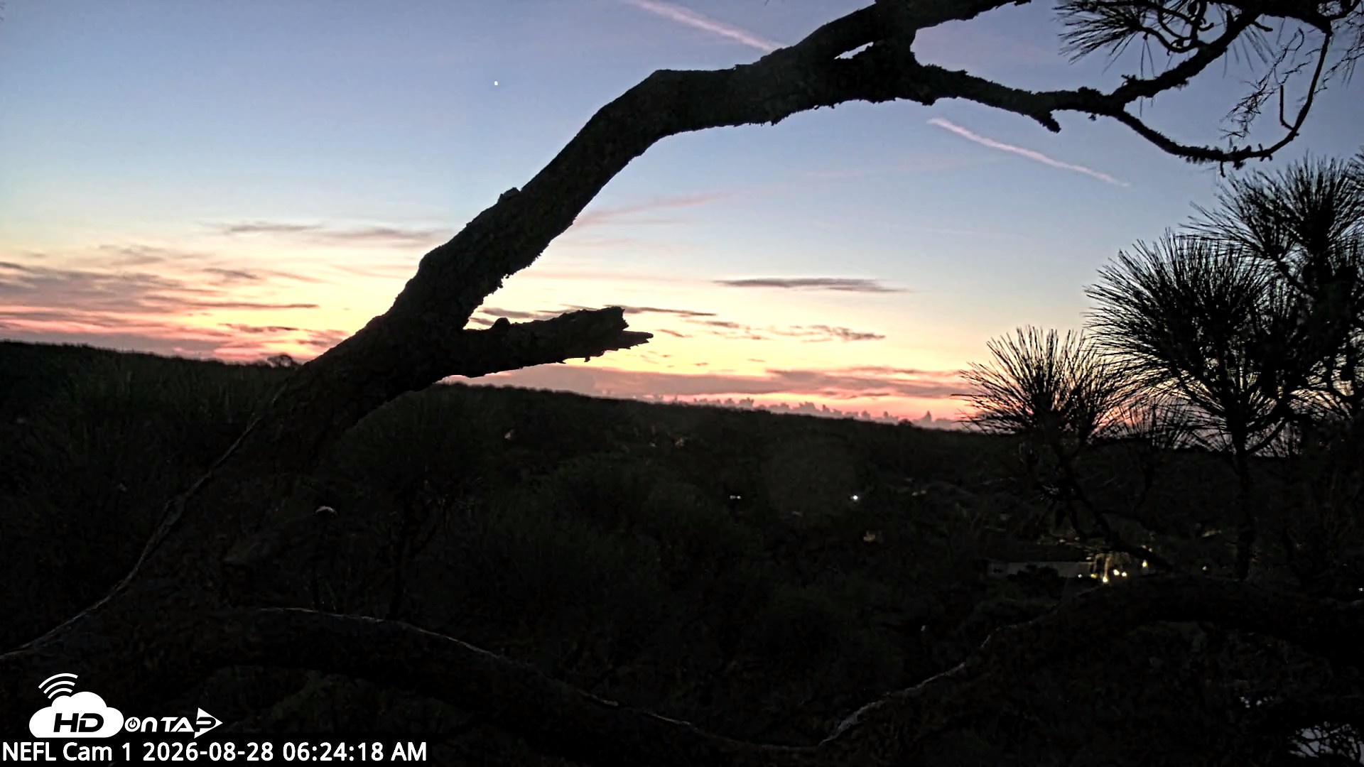 Snapshot of NE Florida Eagles Live Webcam taken Aug 28, 2026, 6:26am EDT
