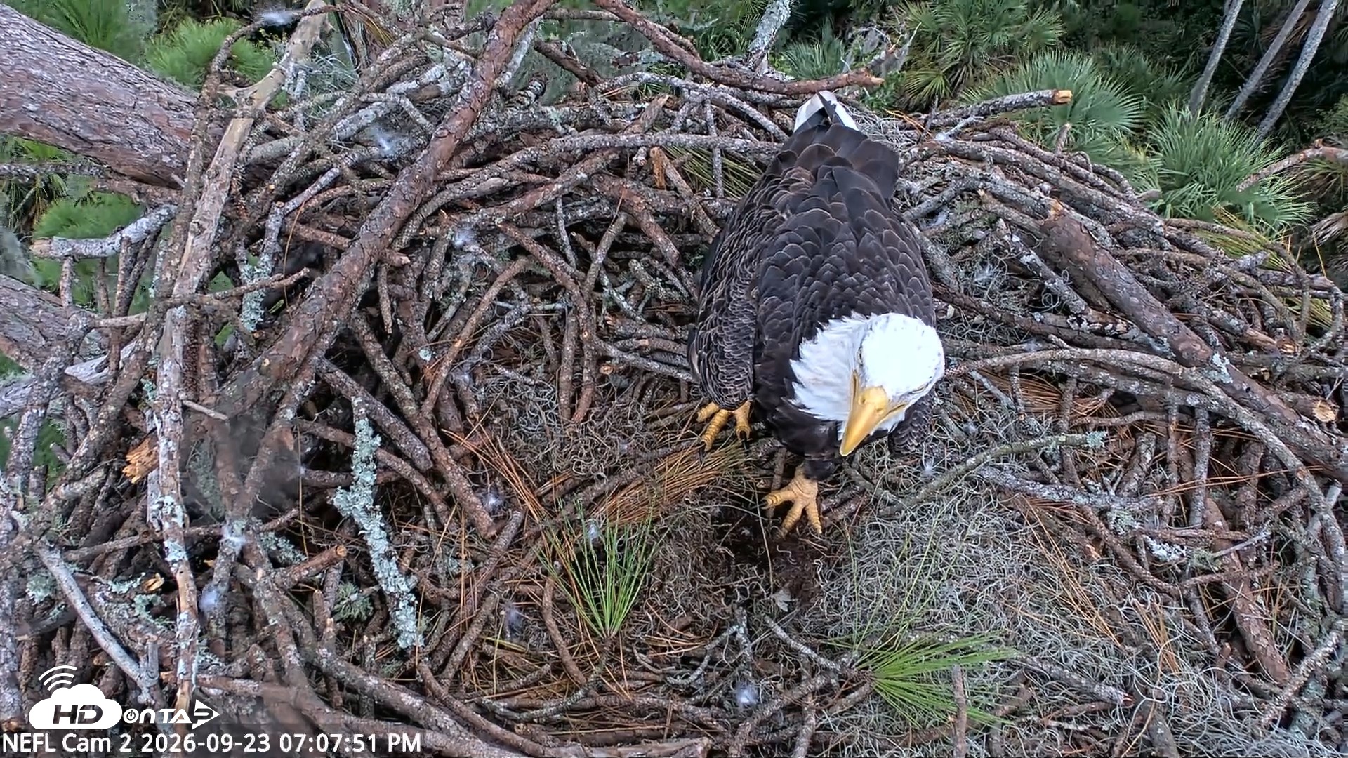 Snapshot of NE Florida Eagles Live Webcam taken Sep 23, 2026, 7:08pm EDT