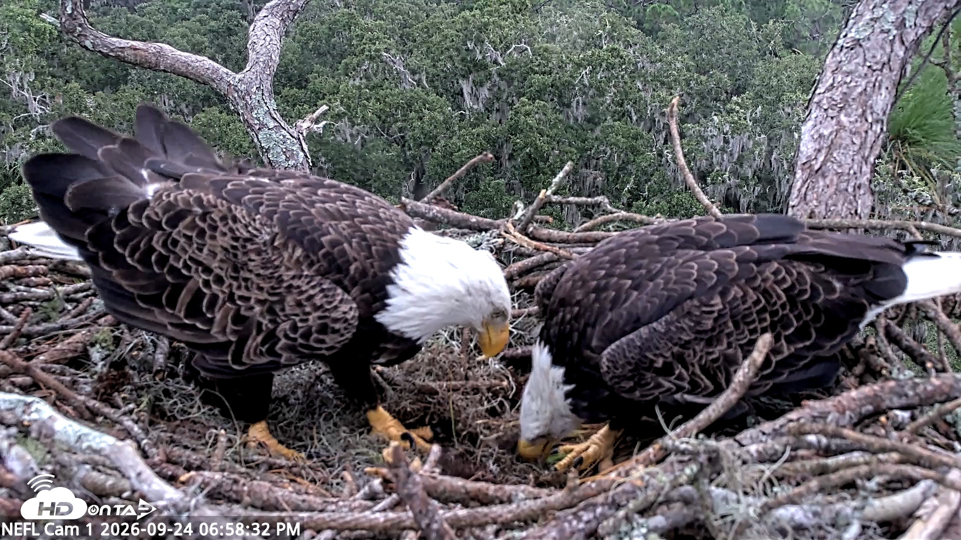 Snapshot of NE Florida Eagles Live Webcam taken Sep 24, 2026, 6:59pm EDT
