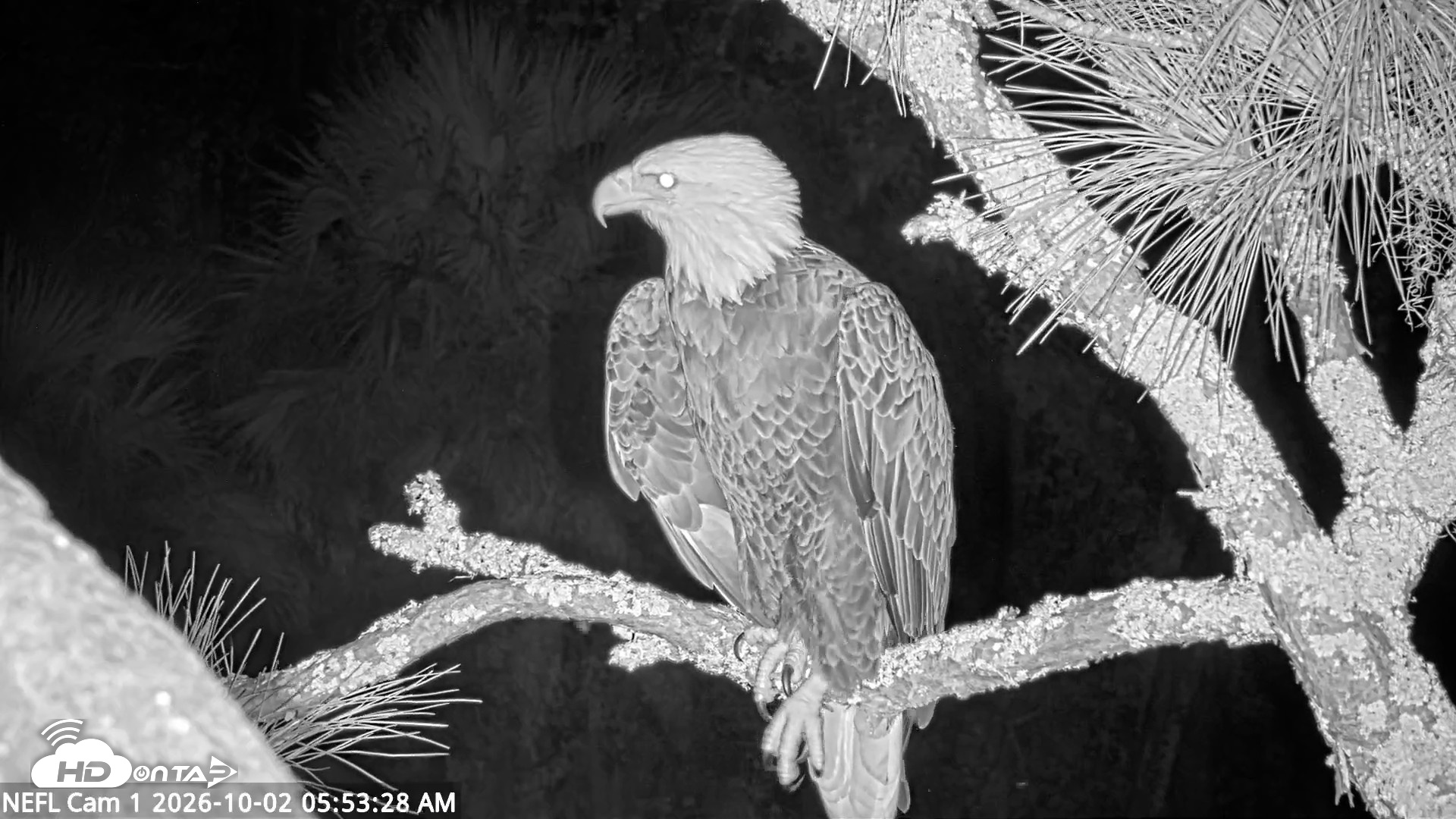 Snapshot of NE Florida Eagles Live Webcam taken Oct 2, 2026, 5:54am EDT