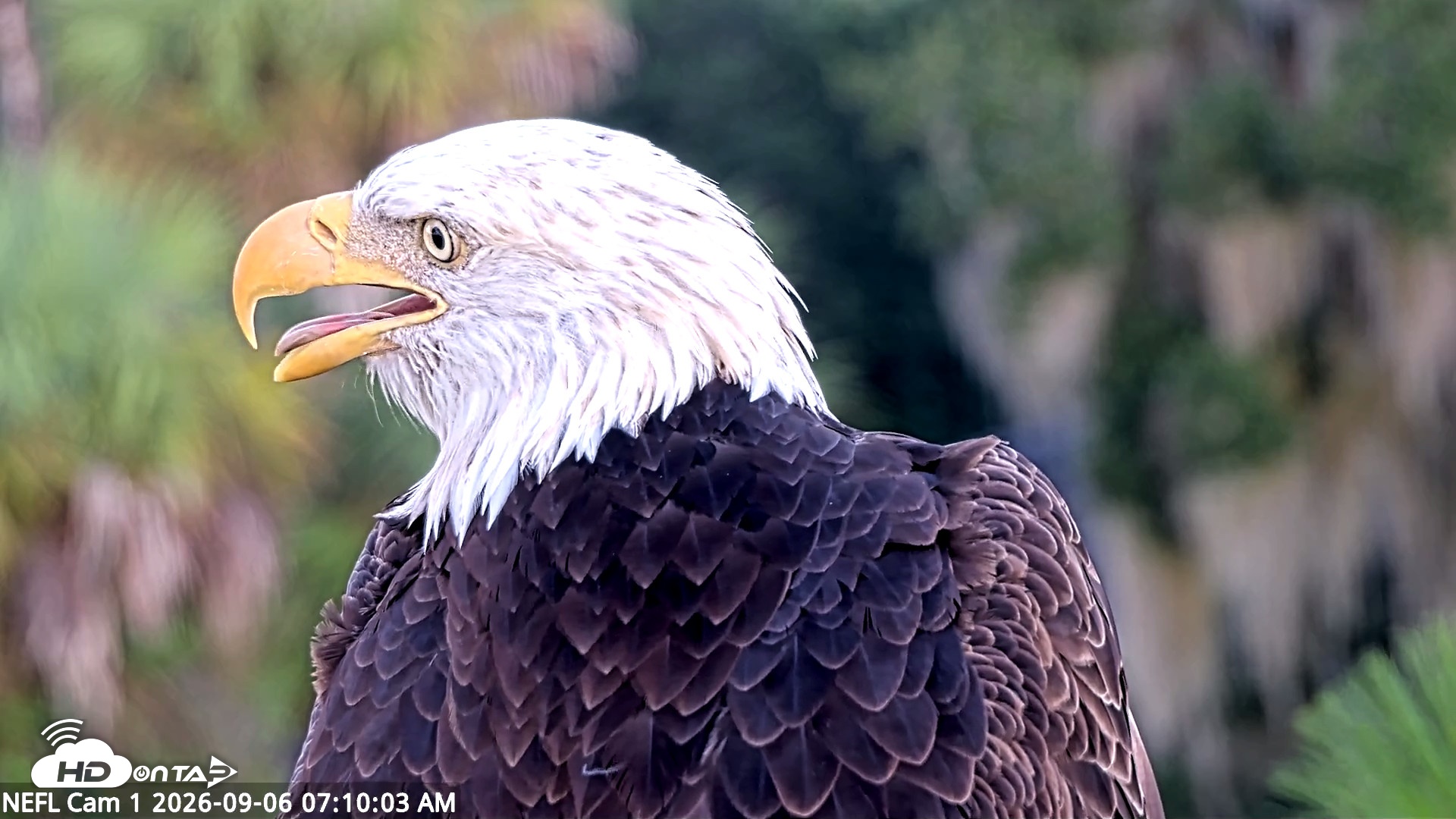 Snapshot of NE Florida Eagles Live Webcam taken Sep 6, 2026, 7:11am EDT