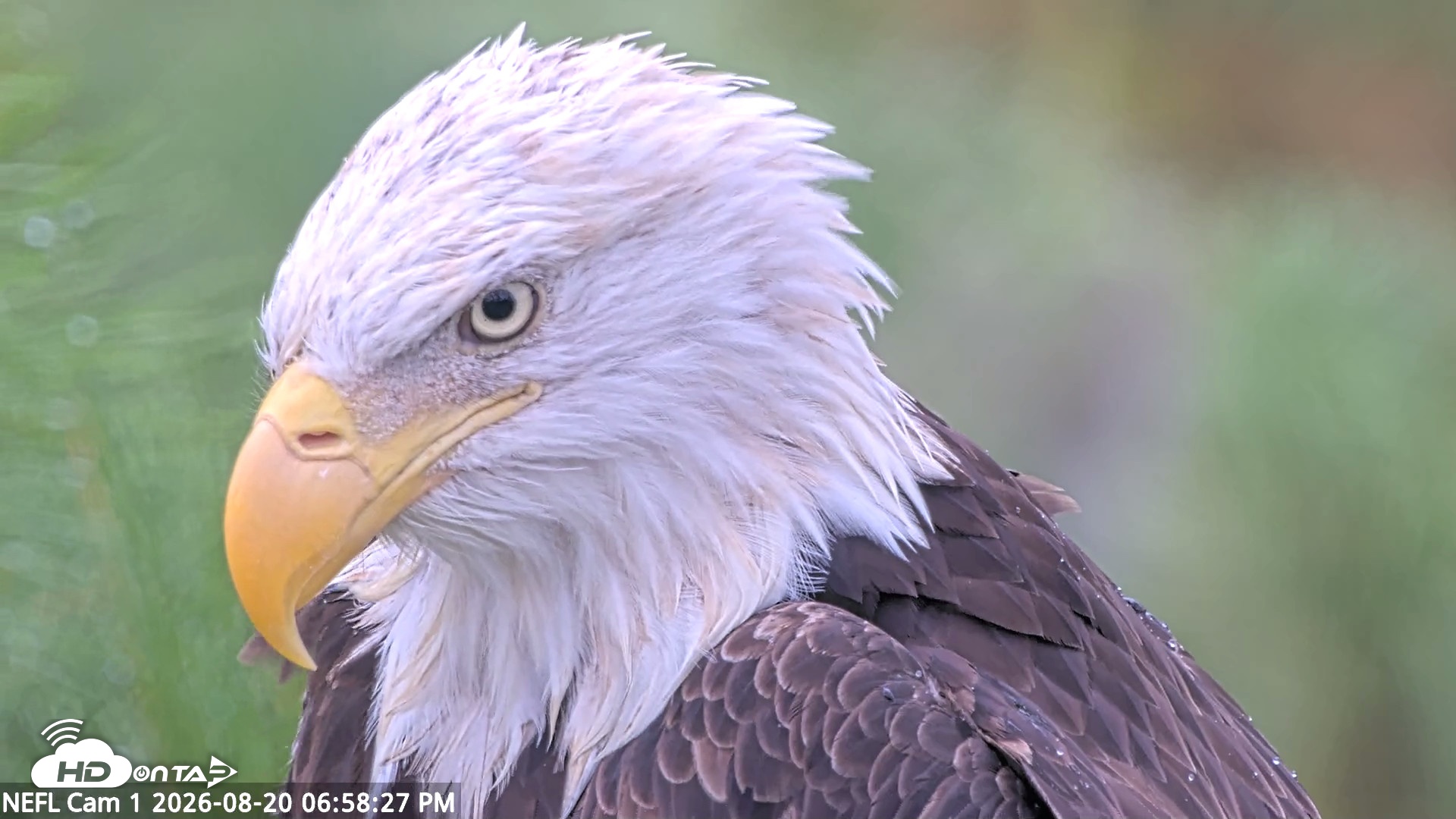 Snapshot of NE Florida Eagles Live Webcam taken Aug 20, 2026, 6:59pm EDT