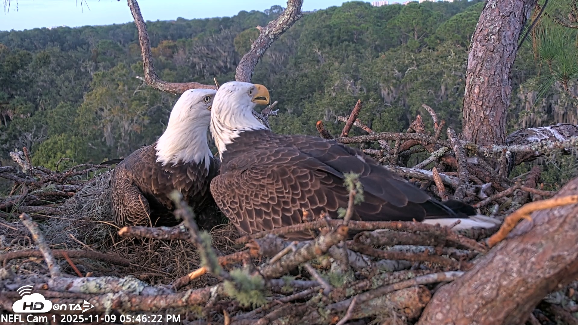 Snapshot of NE Florida Eagles Live Webcam taken Nov 9, 2025, 5:47pm EST