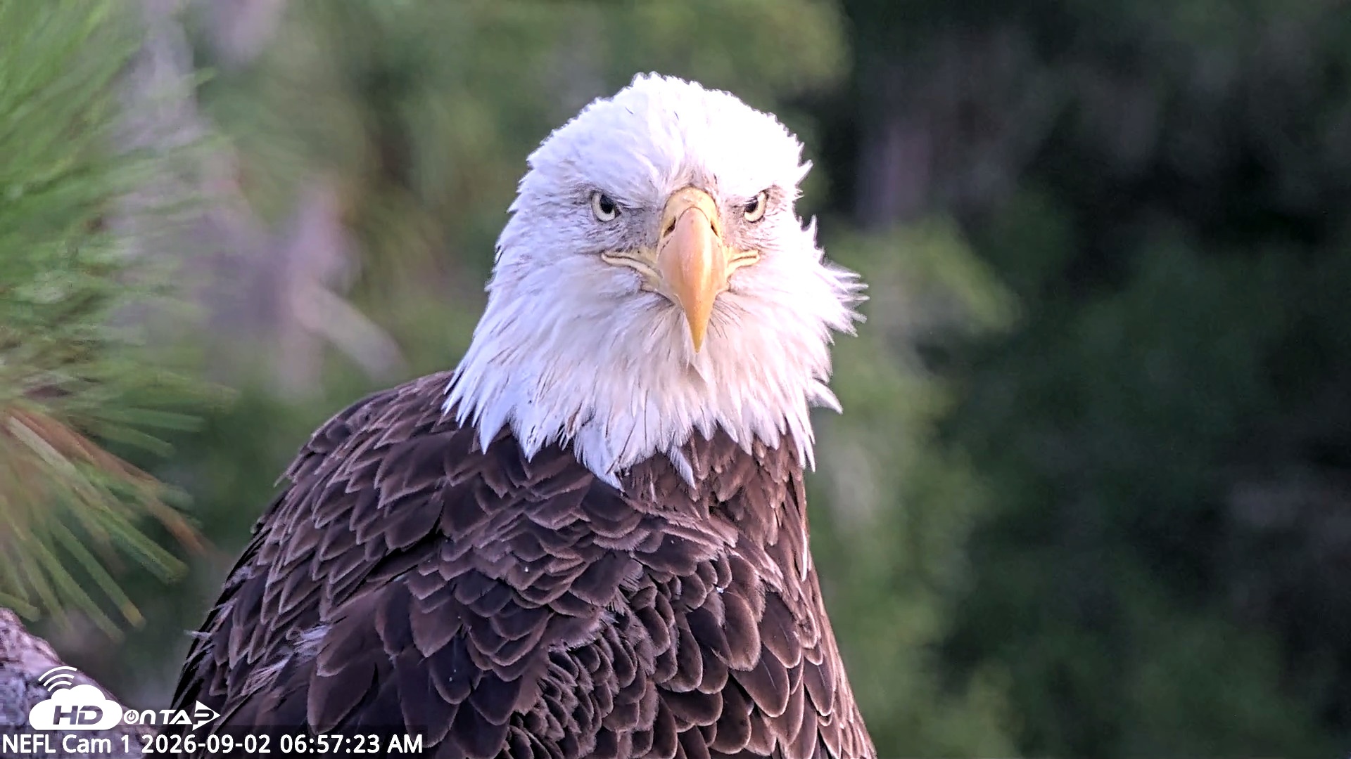 Snapshot of NE Florida Eagles Live Webcam taken Sep 2, 2026, 6:58am EDT