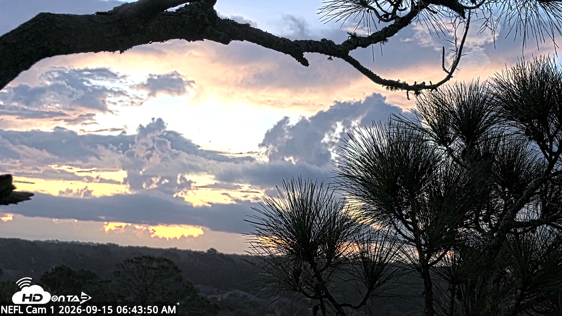 Snapshot of NE Florida Eagles Live Webcam taken Sep 15, 2026, 6:44am EDT