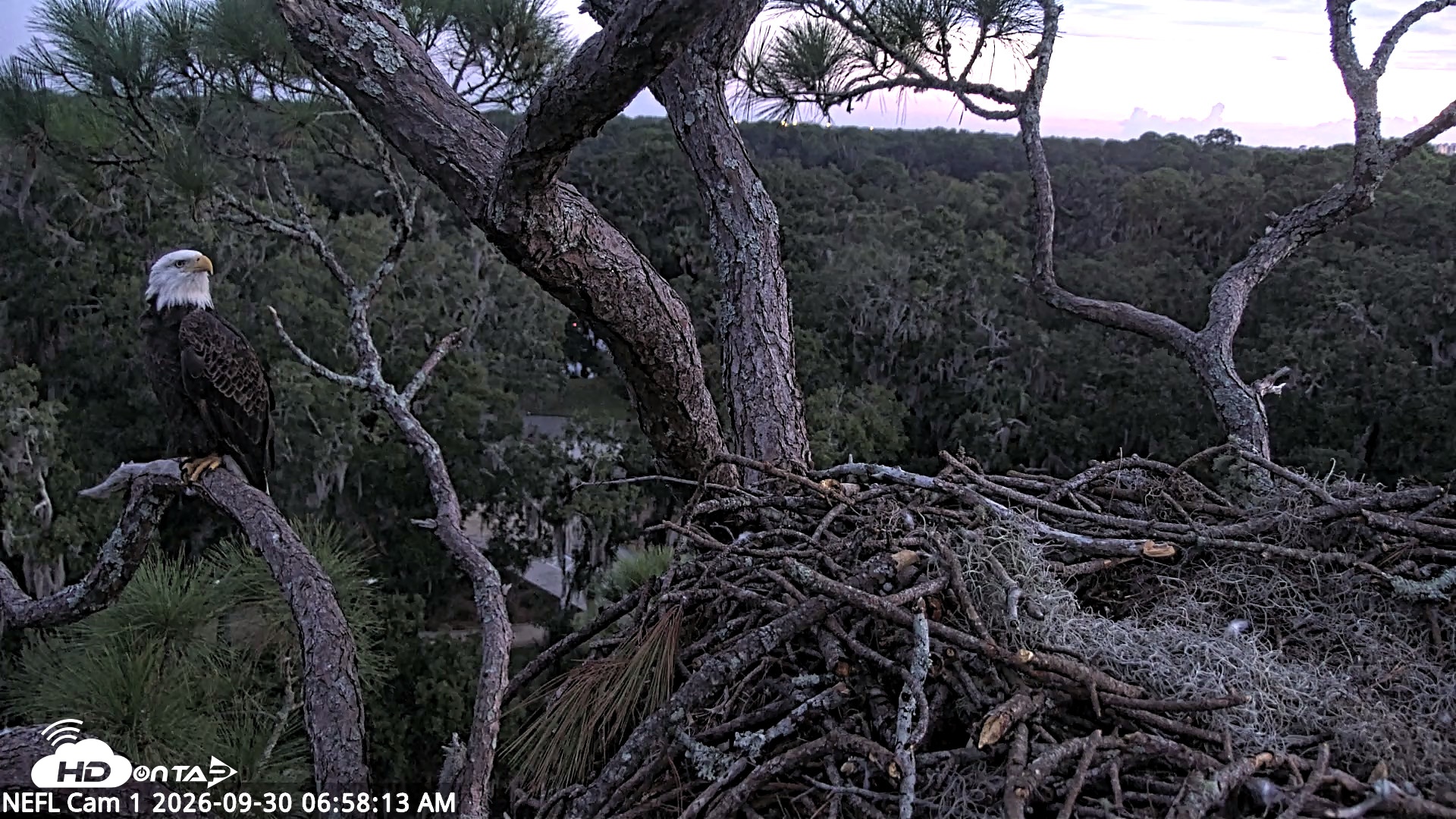 Snapshot of NE Florida Eagles Live Webcam taken Sep 30, 2026, 6:59am EDT