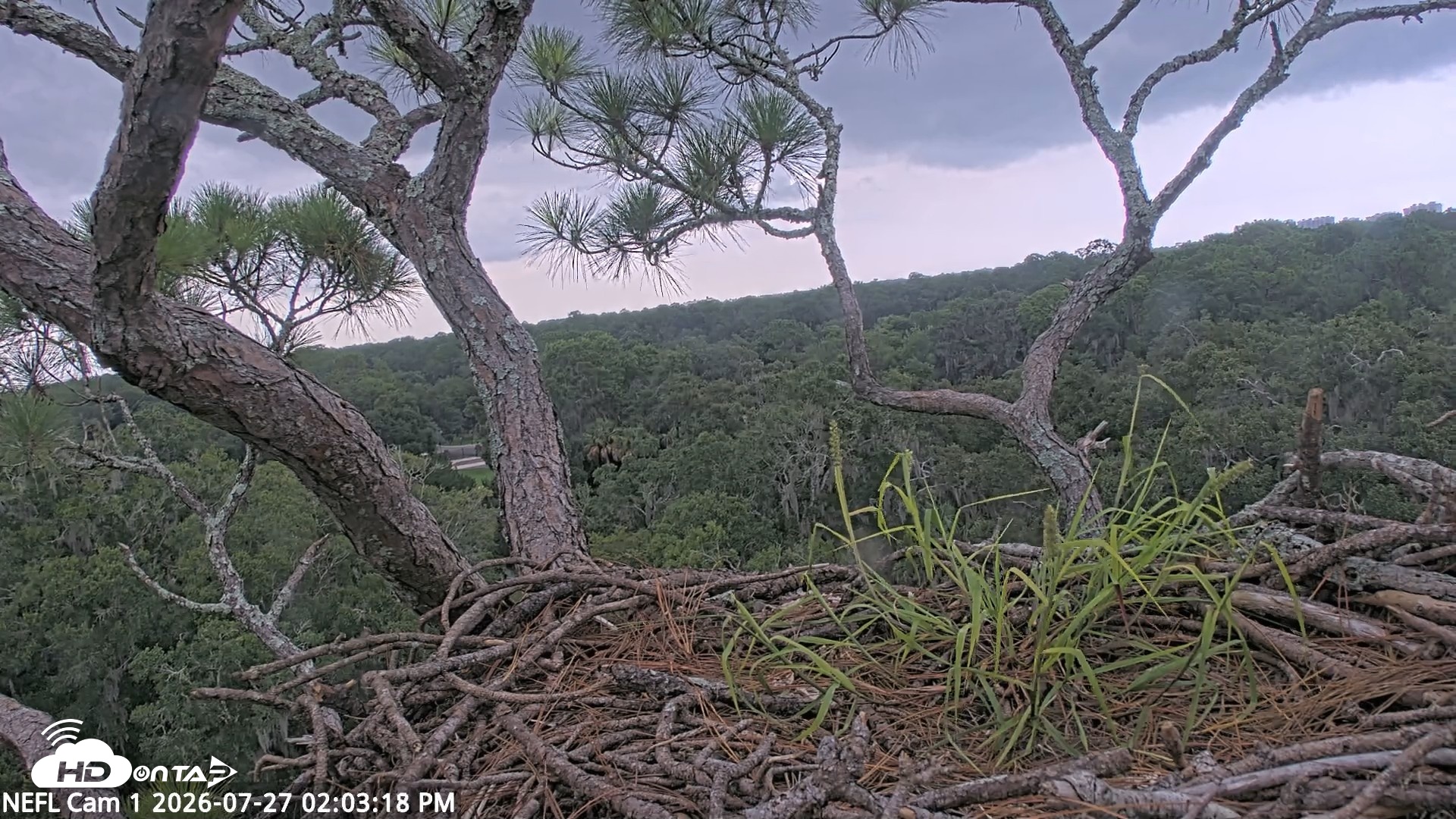 Snapshot of NE Florida Eagles Live Webcam taken Jul 27, 2026, 2:04pm EDT