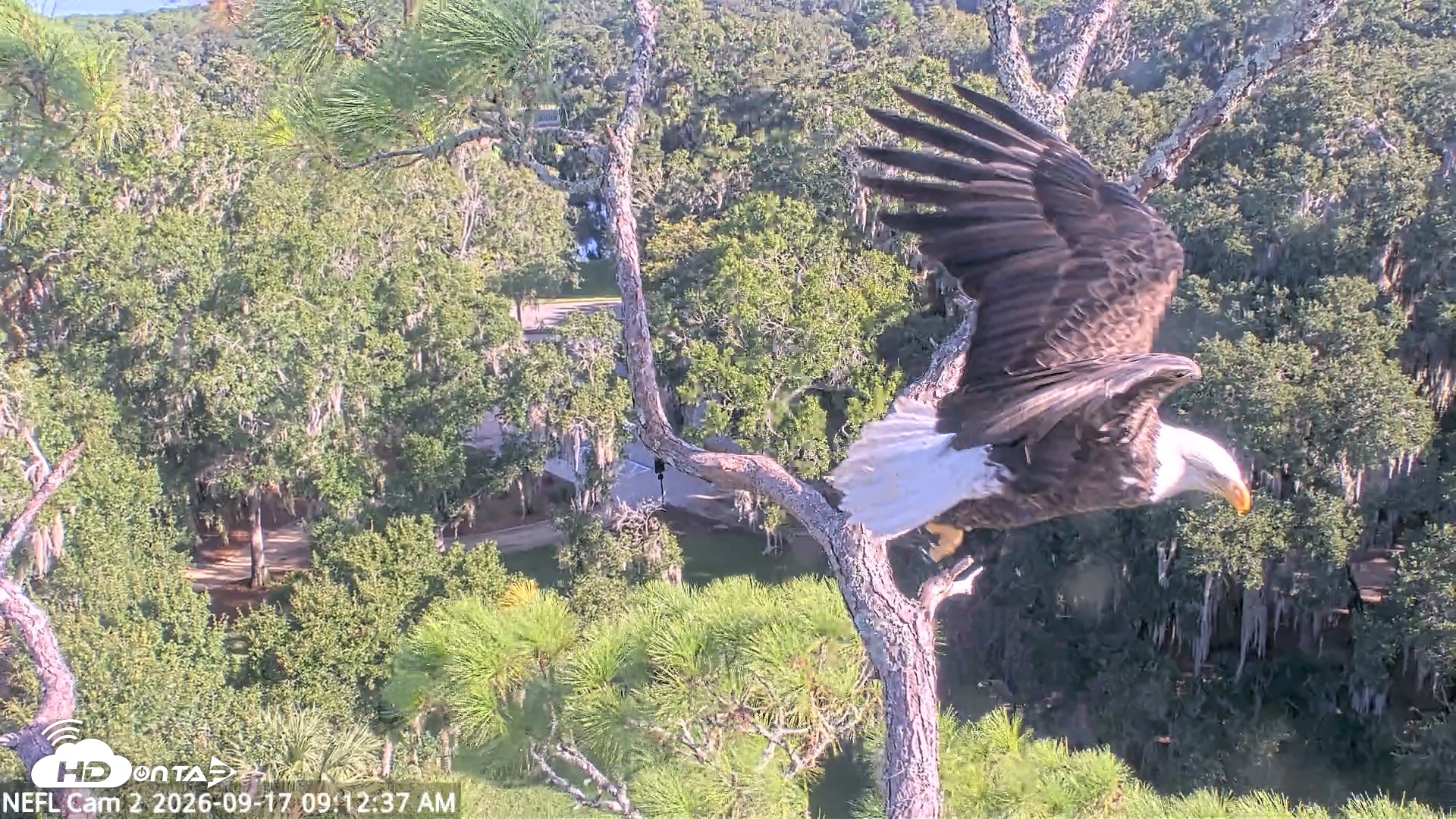 Snapshot of NE Florida Eagles Live Webcam taken Sep 17, 2026, 9:13am EDT