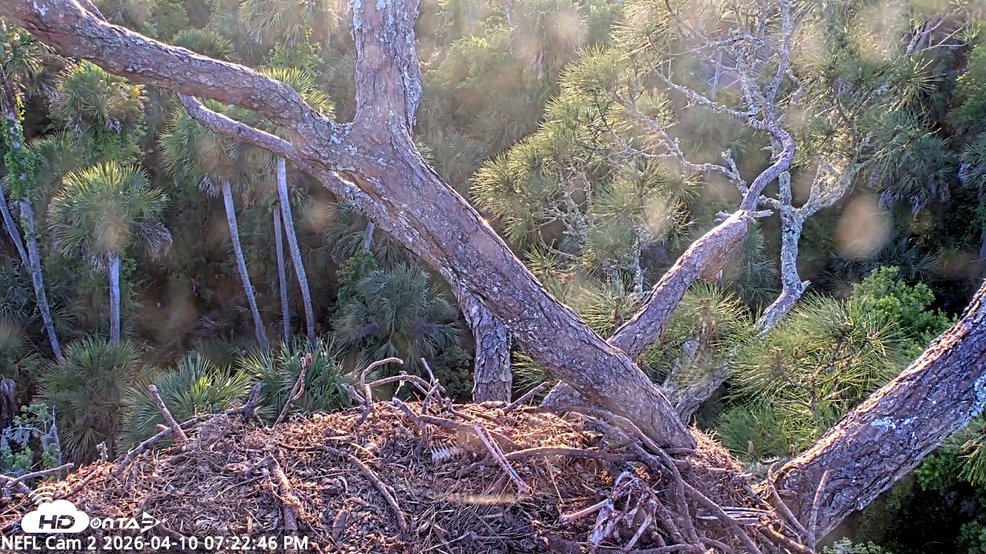 Snapshot of NE Florida Eagles Live Webcam taken Apr 10, 2026, 7:23pm EDT