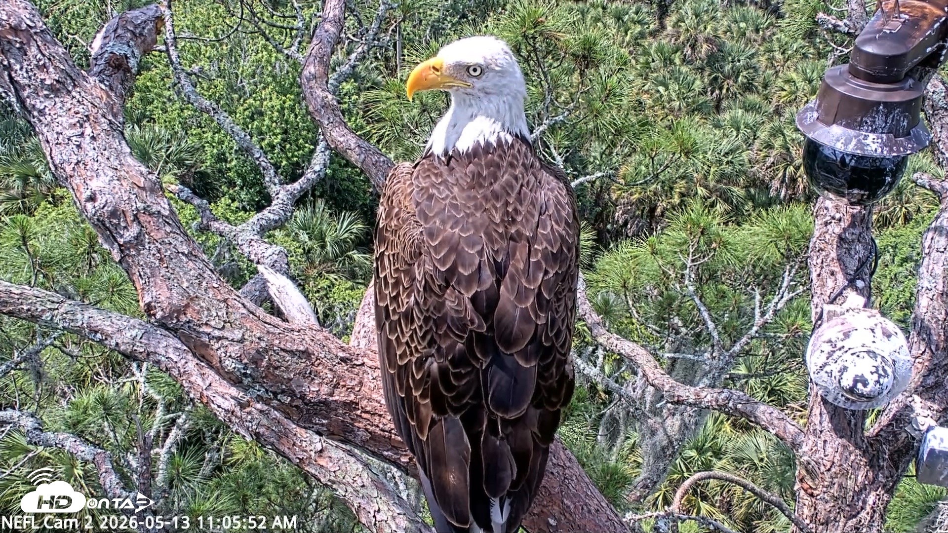 Snapshot of NE Florida Eagles Live Webcam taken May 13, 2026, 11:06am EDT