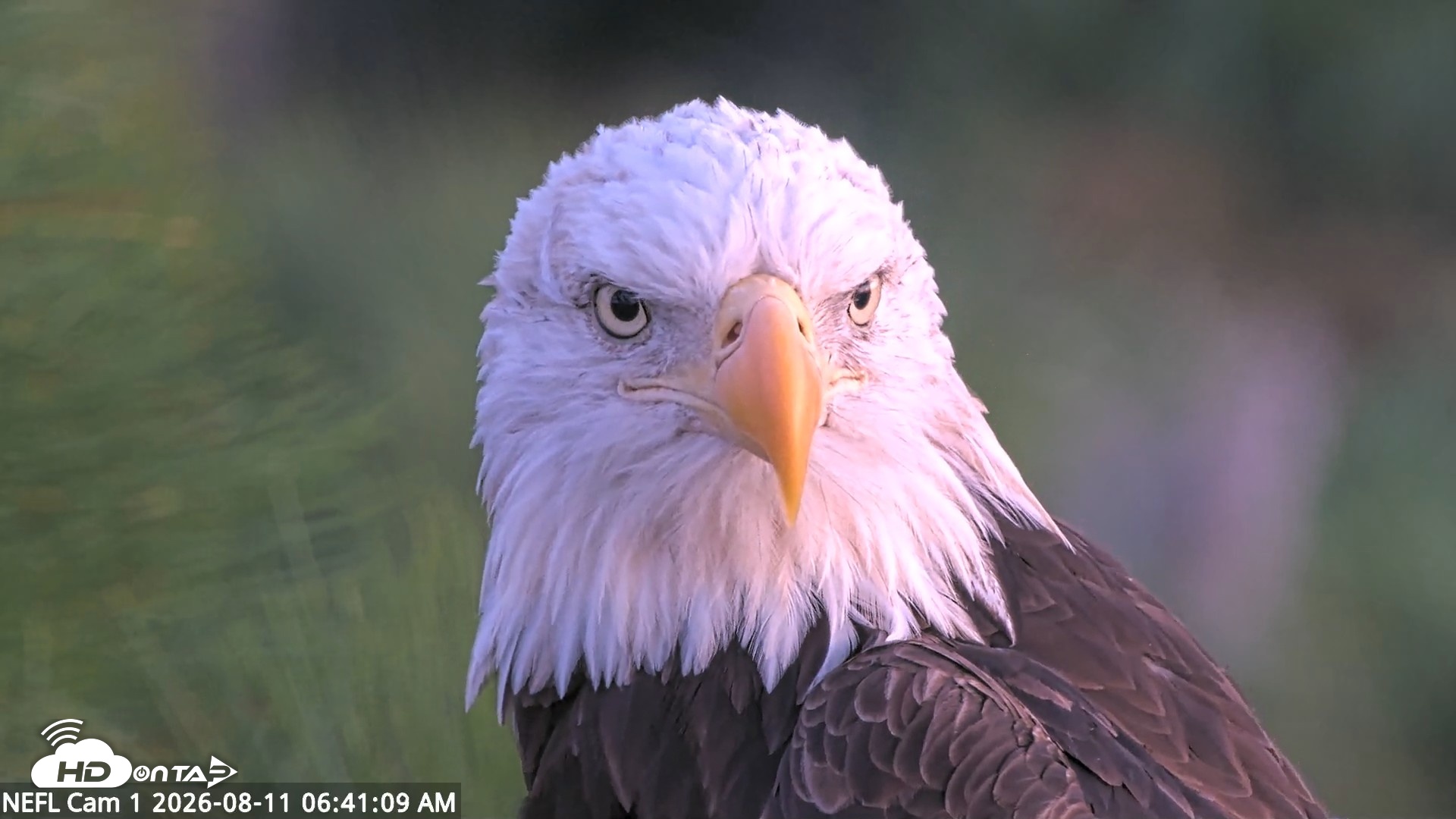 Snapshot of NE Florida Eagles Live Webcam taken Aug 11, 2026, 6:42am EDT