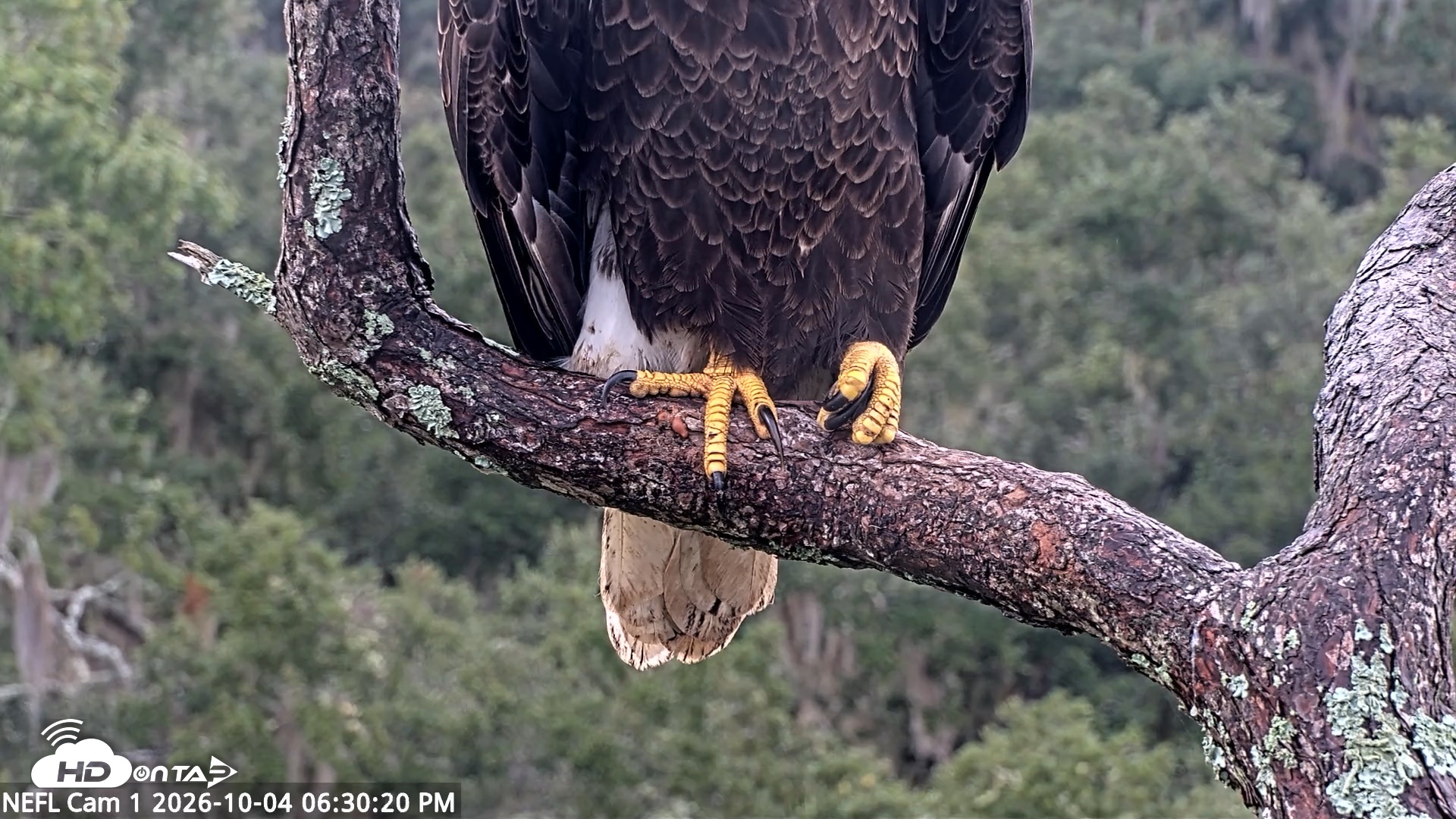 Snapshot of NE Florida Eagles Live Webcam taken Oct 4, 2026, 6:31pm EDT