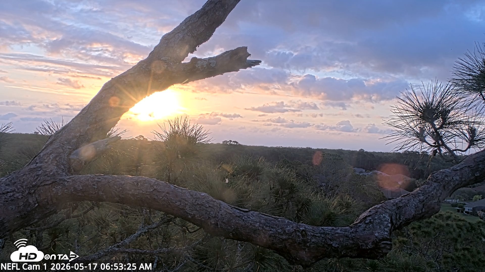 Snapshot of NE Florida Eagles Live Webcam taken May 17, 2026, 6:54am EDT