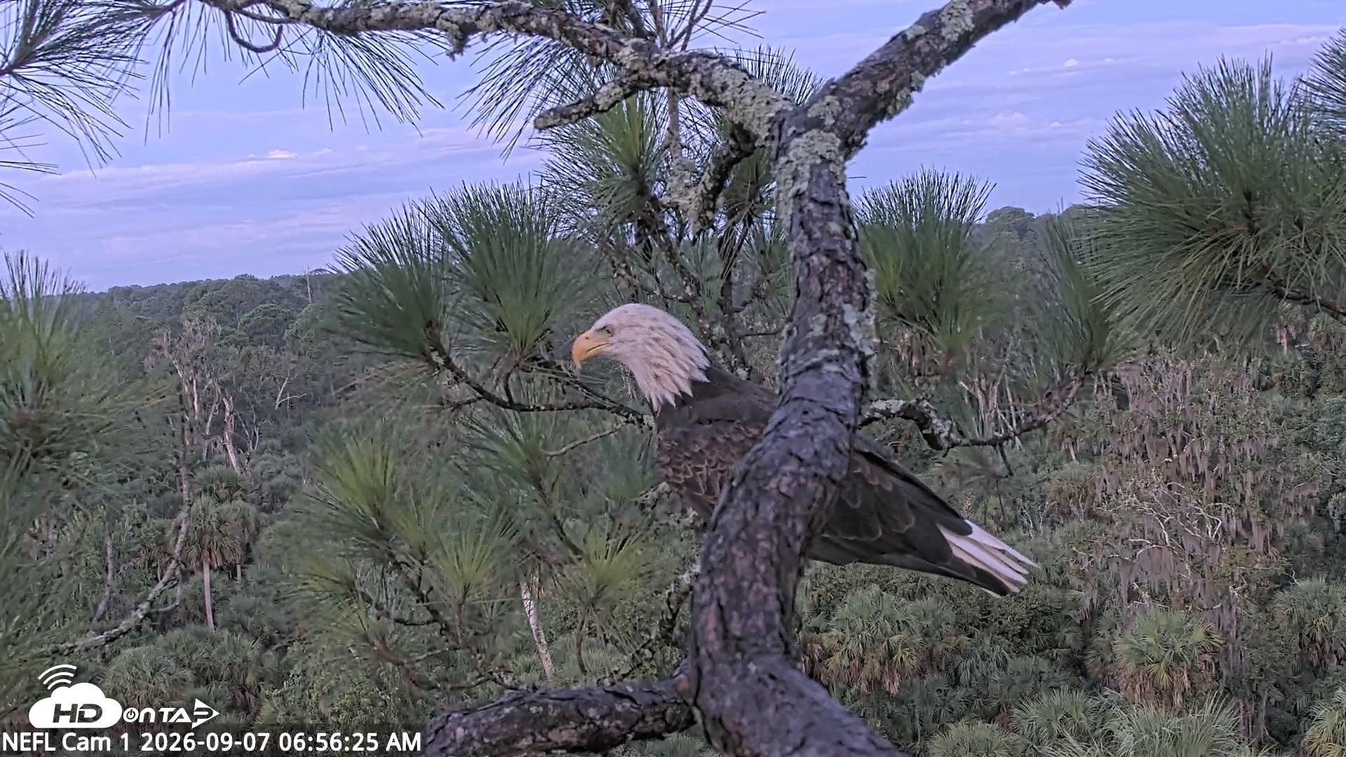Snapshot of NE Florida Eagles Live Webcam taken Sep 7, 2026, 6:58am EDT