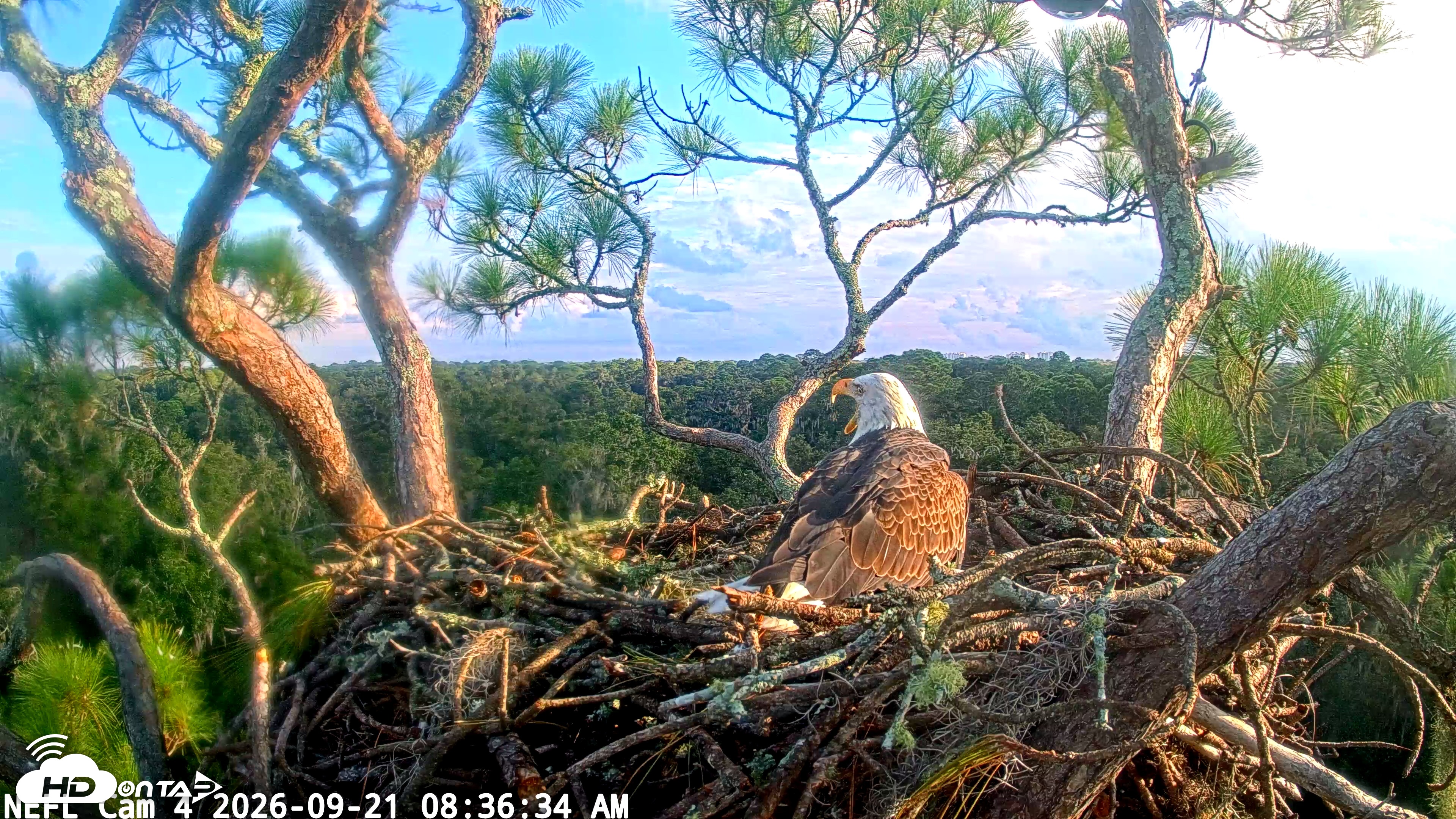 Snapshot of NE Florida Eagles Live Webcam taken Sep 21, 2026, 8:37am EDT