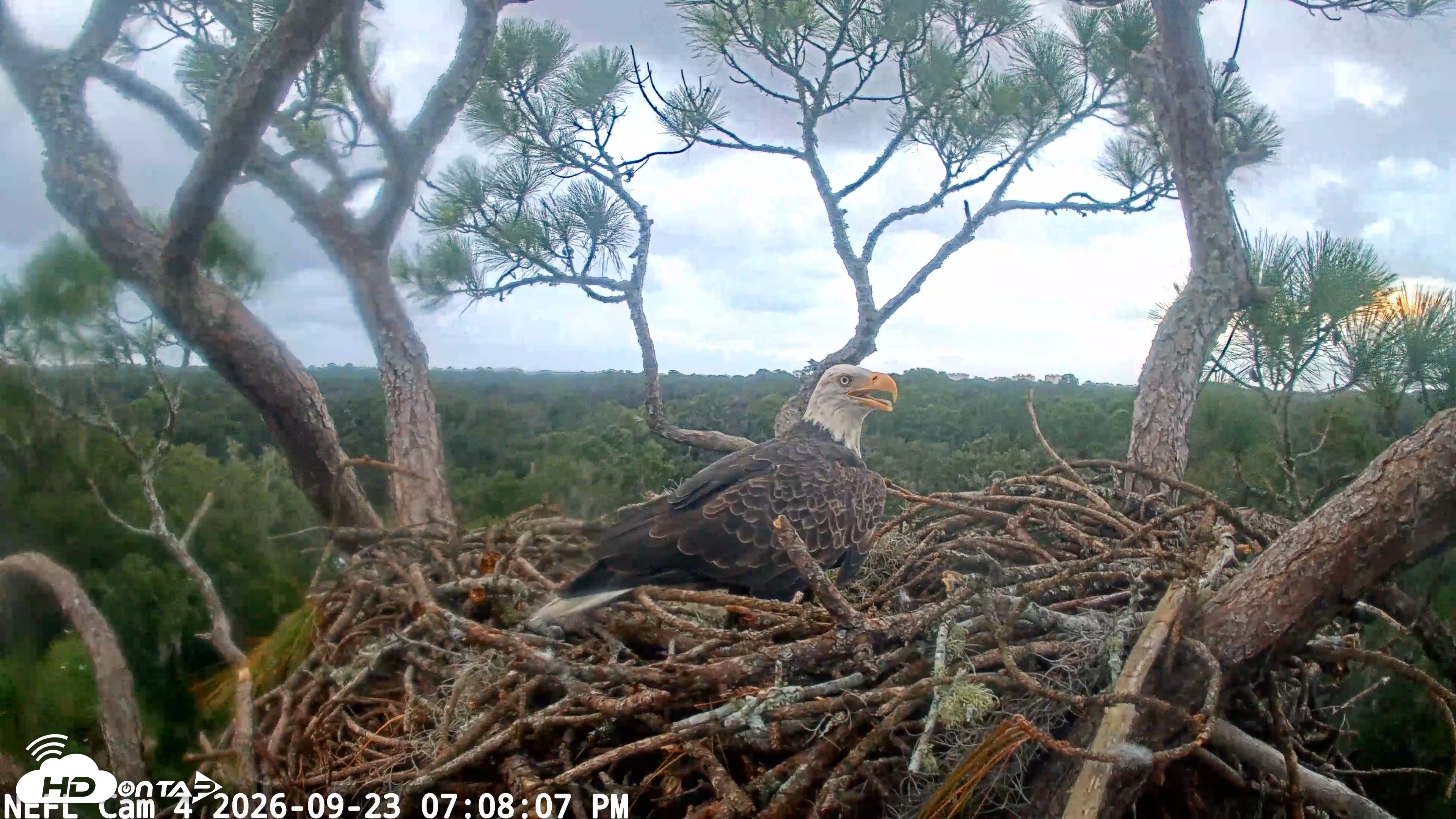 Snapshot of NE Florida Eagles Live Webcam taken Sep 23, 2026, 7:08pm EDT