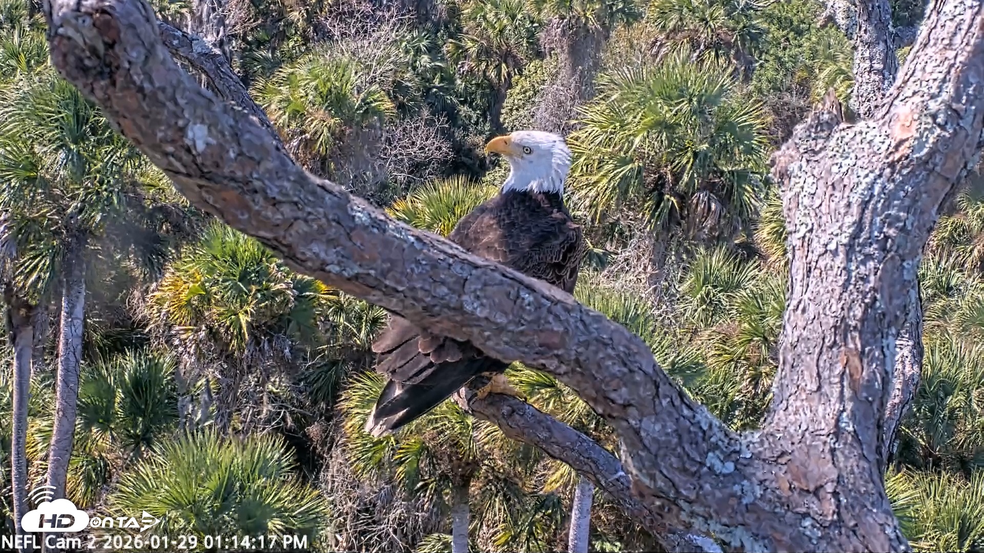 Snapshot of NE Florida Eagles Live Webcam taken Jan 29, 2026, 1:14pm EST