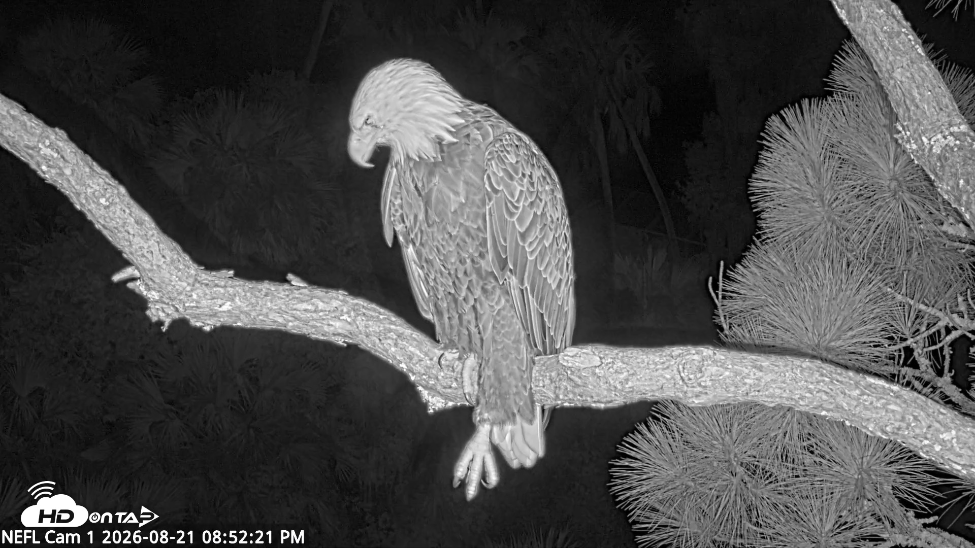Snapshot of NE Florida Eagles Live Webcam taken Aug 21, 2026, 8:53pm EDT