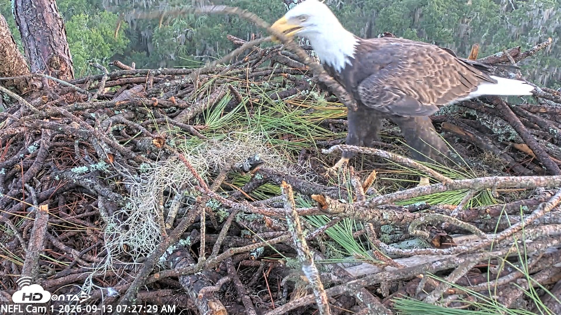 Snapshot of NE Florida Eagles Live Webcam taken Sep 13, 2026, 7:28am EDT