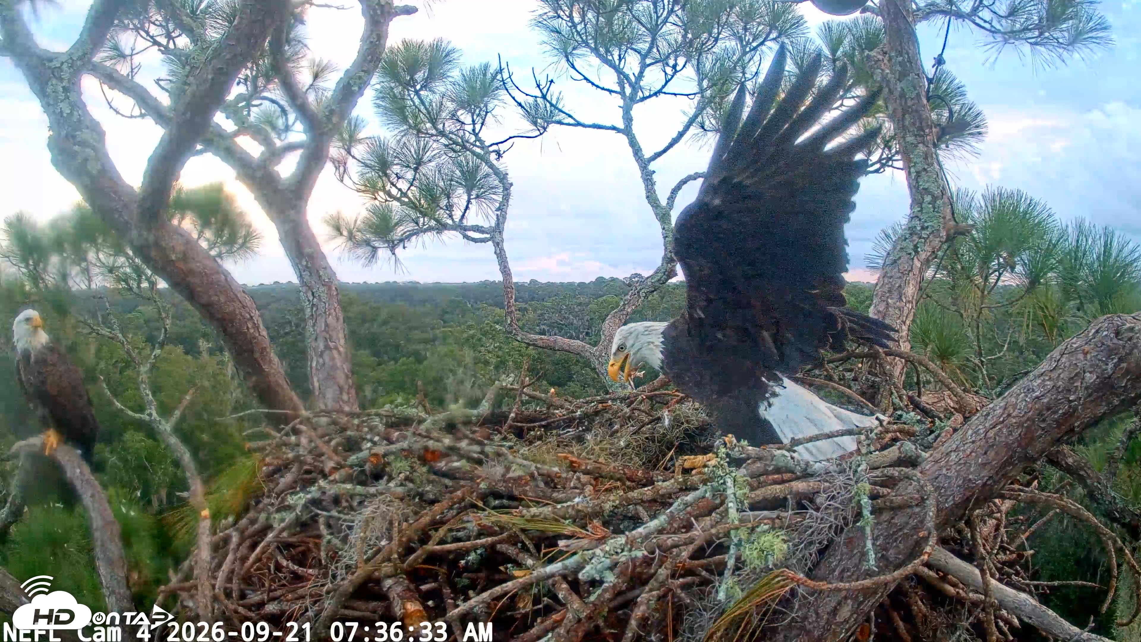 Snapshot of NE Florida Eagles Live Webcam taken Sep 21, 2026, 7:37am EDT
