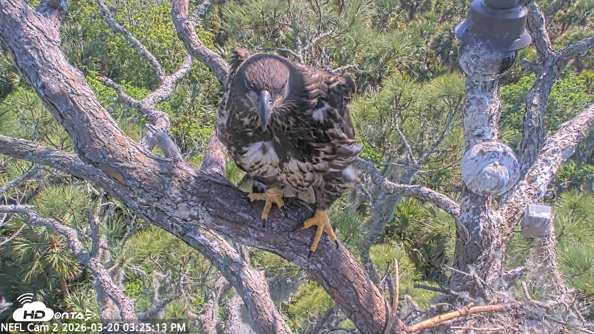 Snapshot of NE Florida Eagles Live Webcam taken Mar 20, 2026, 3:25pm EDT