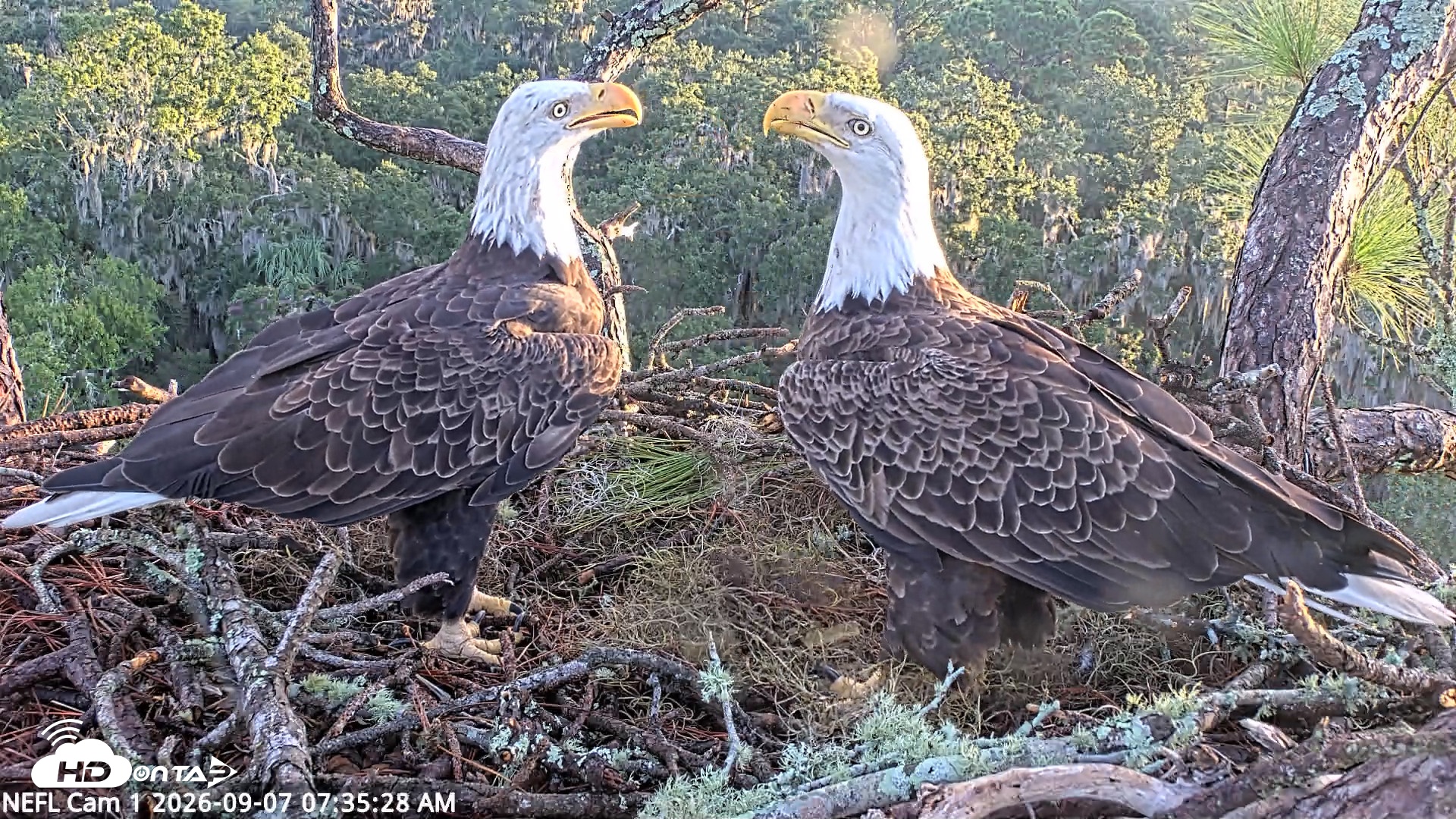 Snapshot of NE Florida Eagles Live Webcam taken Sep 7, 2026, 7:36am EDT