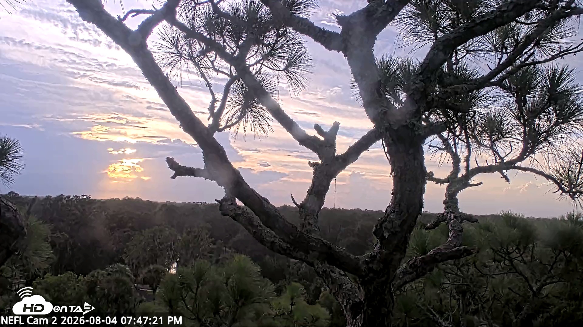 Snapshot of NE Florida Eagles Live Webcam taken Aug 4, 2026, 7:48pm EDT