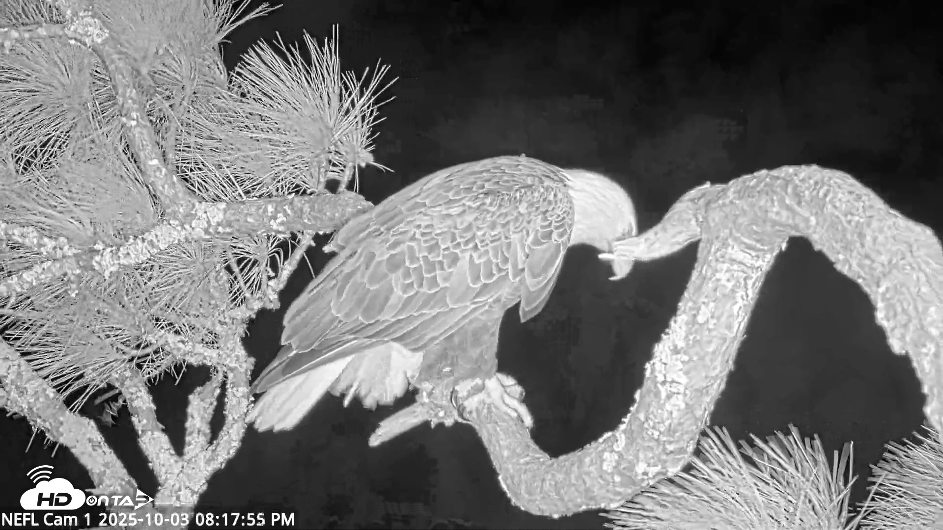 Snapshot of NE Florida Eagles Live Webcam taken Oct 3, 2025, 8:18pm EDT