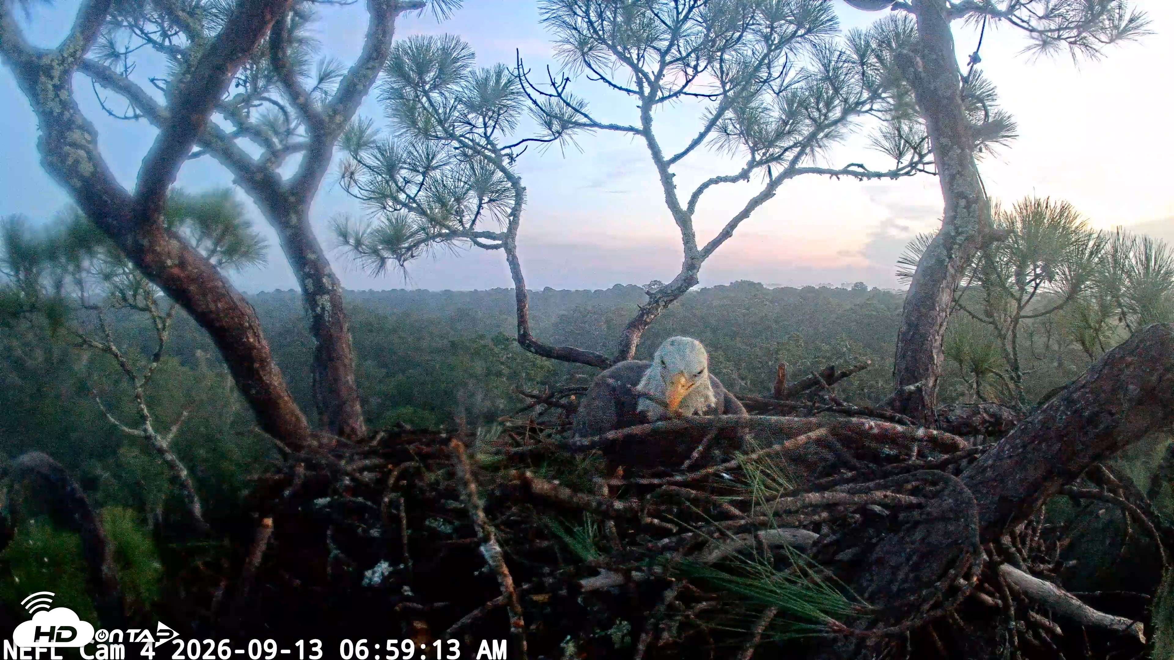 Snapshot of NE Florida Eagles Live Webcam taken Sep 13, 2026, 6:59am EDT