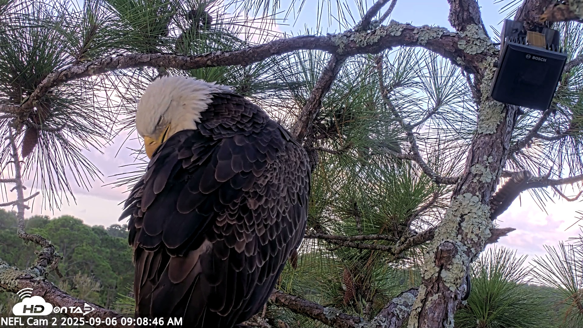 Snapshot of NE Florida Eagles Live Webcam taken Sep 6, 2025, 9:09am EDT