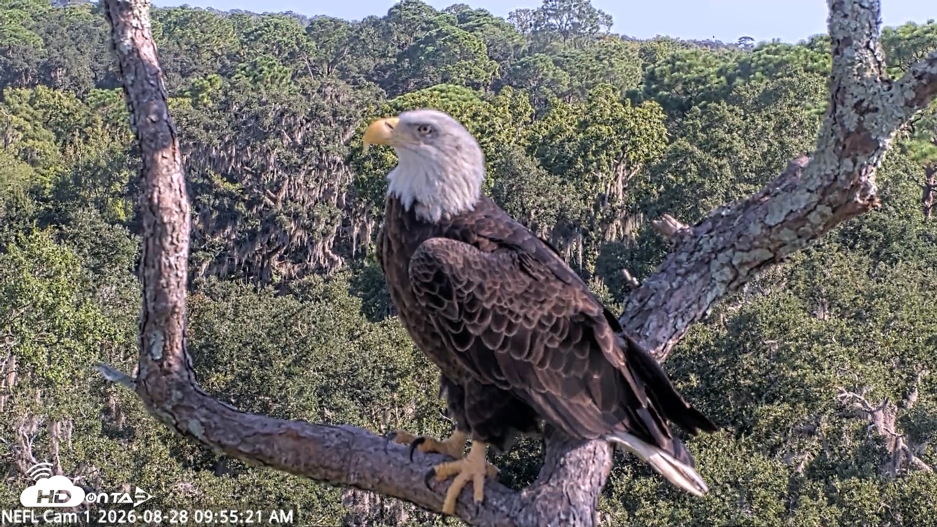 Snapshot of NE Florida Eagles Live Webcam taken Aug 28, 2026, 9:56am EDT