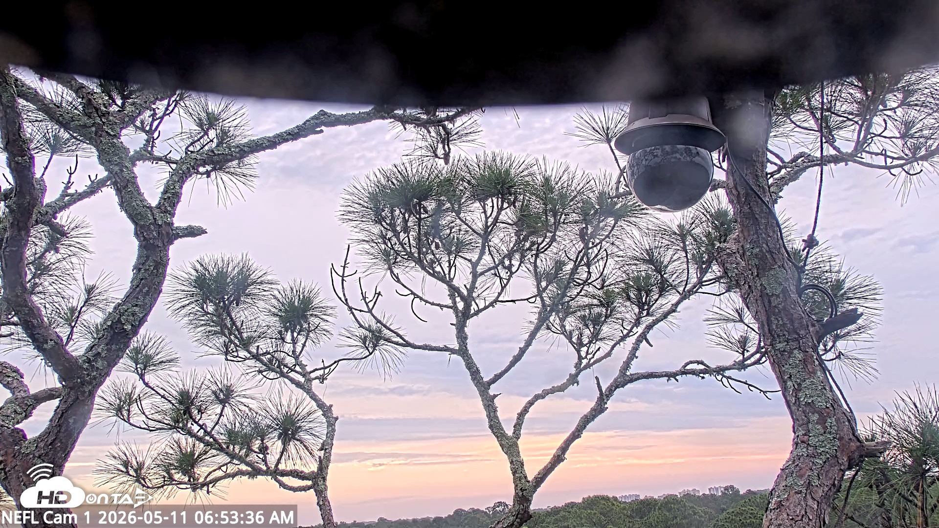 Snapshot of NE Florida Eagles Live Webcam taken May 11, 2026, 6:54am EDT