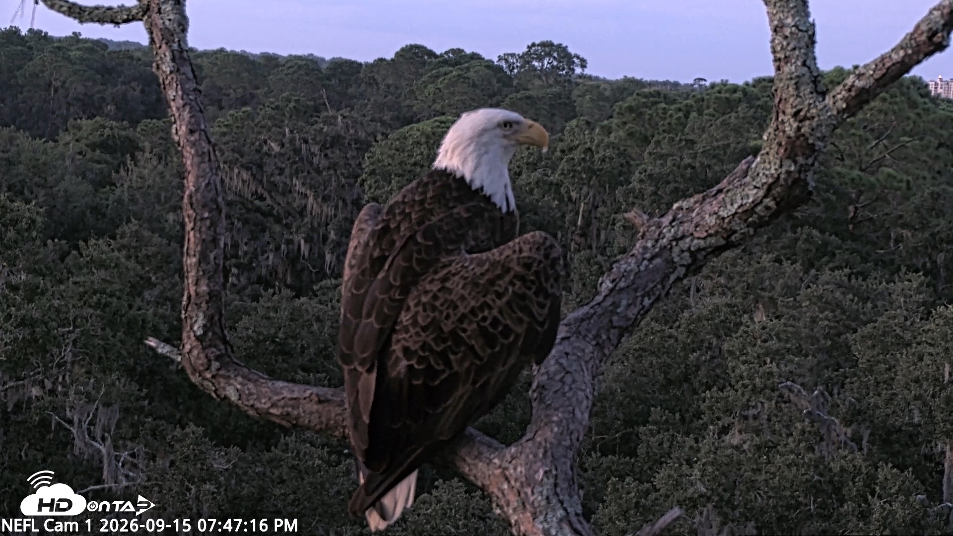 Snapshot of NE Florida Eagles Live Webcam taken Sep 15, 2026, 7:48pm EDT