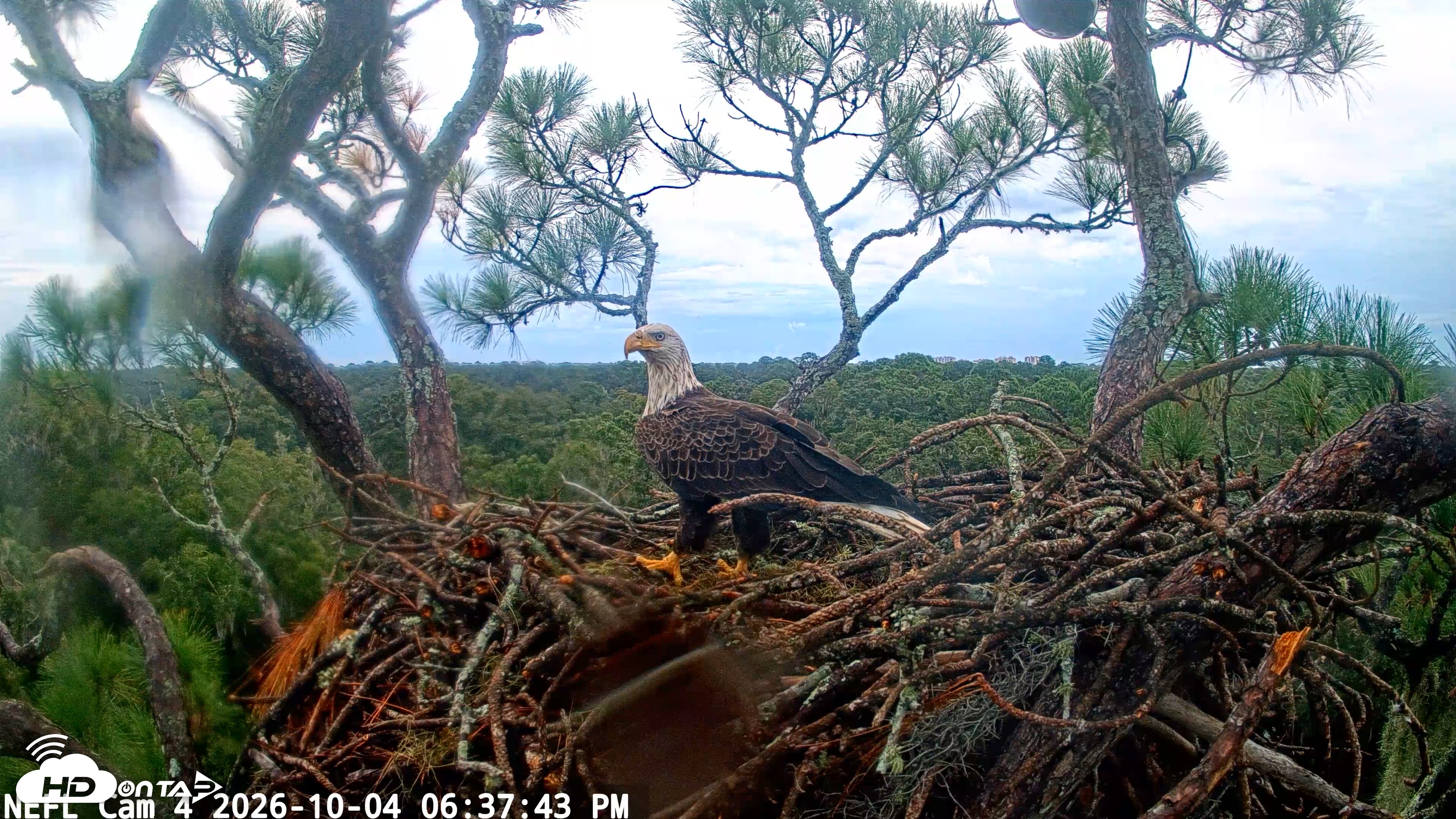 Snapshot of NE Florida Eagles Live Webcam taken Oct 4, 2026, 6:38pm EDT
