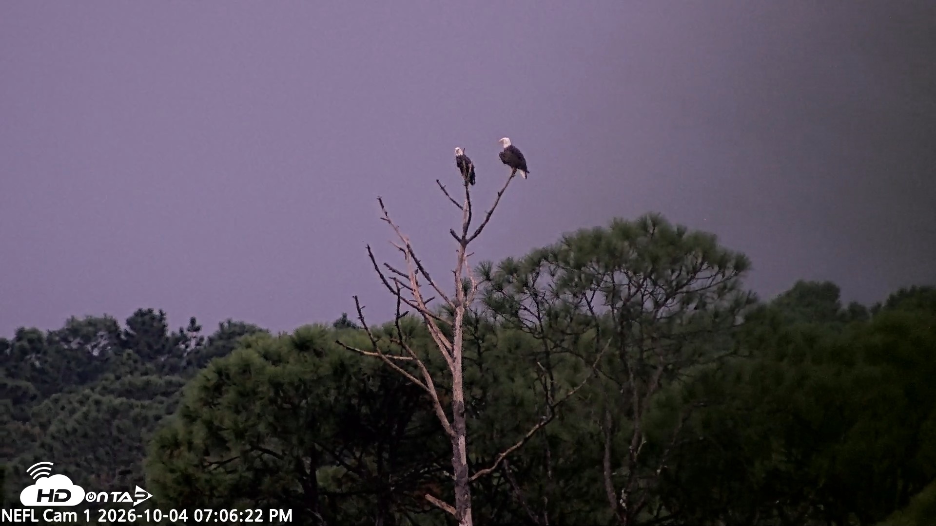 Snapshot of NE Florida Eagles Live Webcam taken Oct 4, 2026, 7:07pm EDT