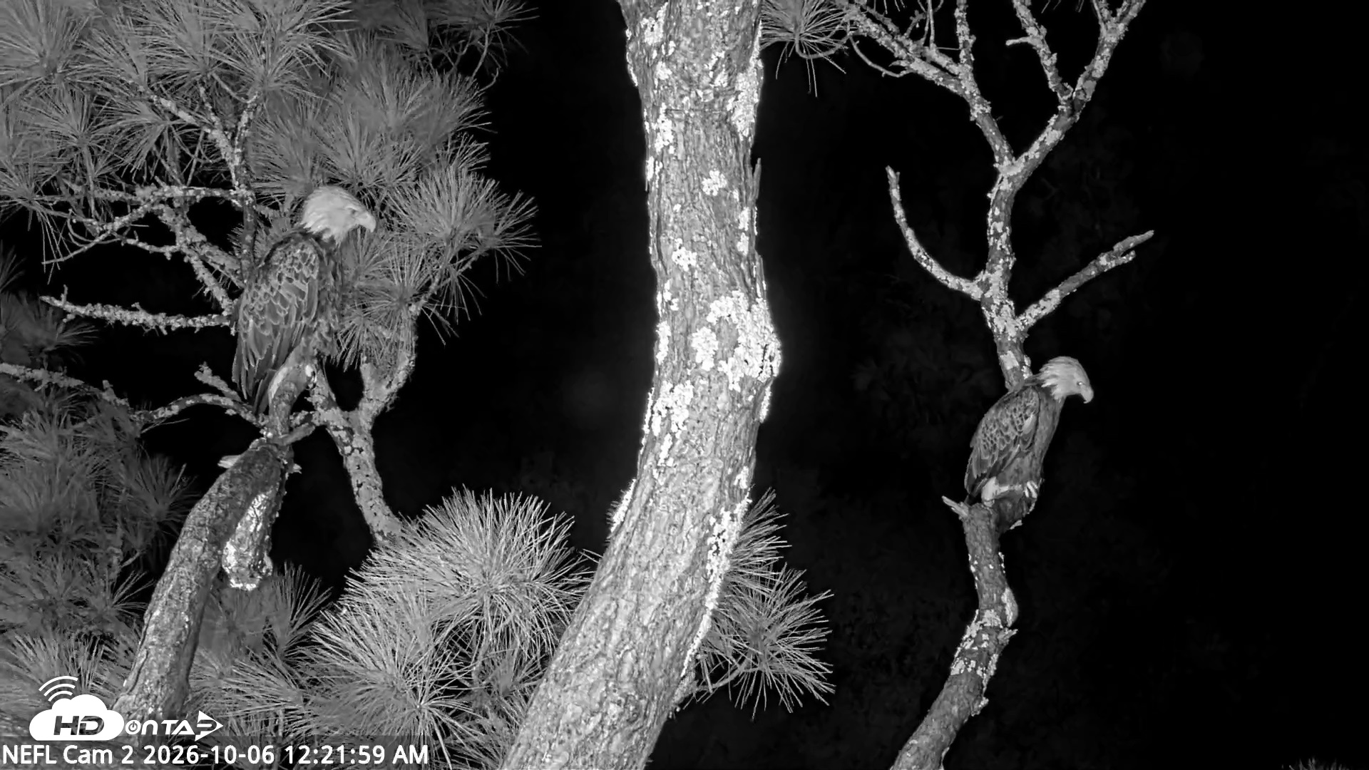 Snapshot of NE Florida Eagles Live Webcam taken Oct 6, 2026, 12:22am EDT