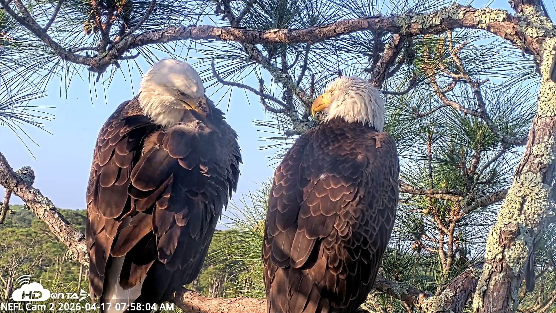 Snapshot of NE Florida Eagles Live Webcam taken Apr 17, 2026, 7:58am EDT