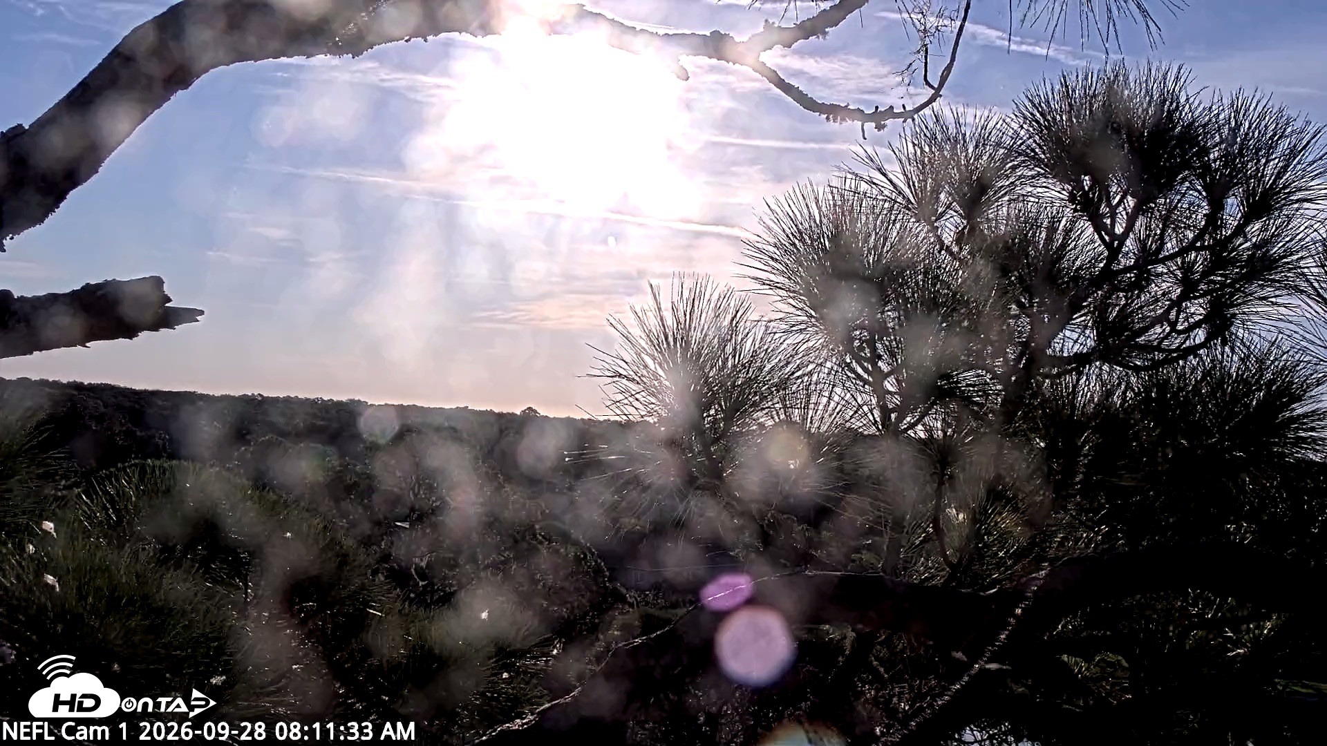 Snapshot of NE Florida Eagles Live Webcam taken Sep 28, 2026, 8:12am EDT