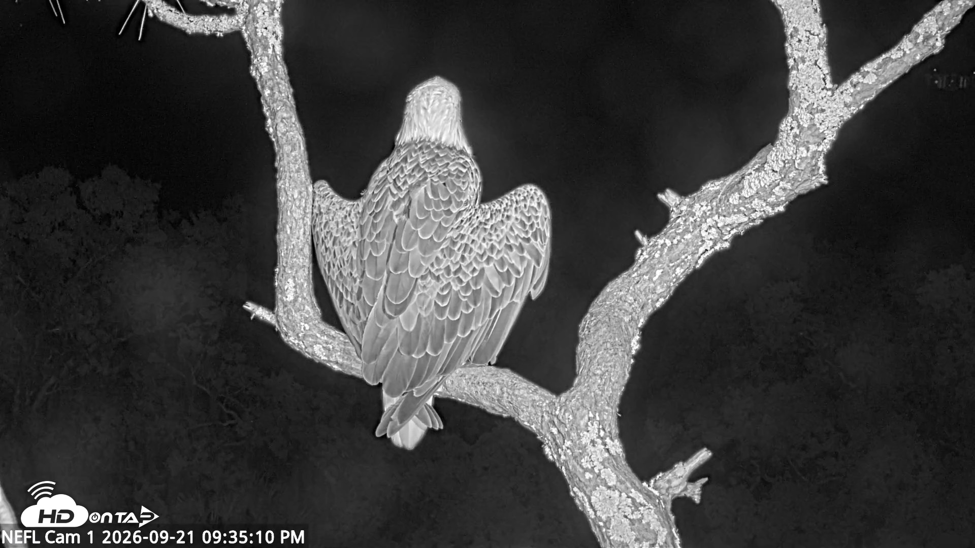 Snapshot of NE Florida Eagles Live Webcam taken Sep 21, 2026, 9:36pm EDT