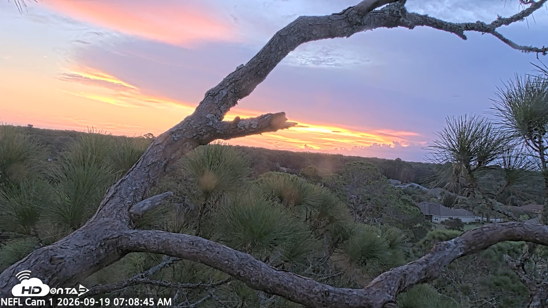 Snapshot of NE Florida Eagles Live Webcam taken Sep 19, 2026, 7:09am EDT