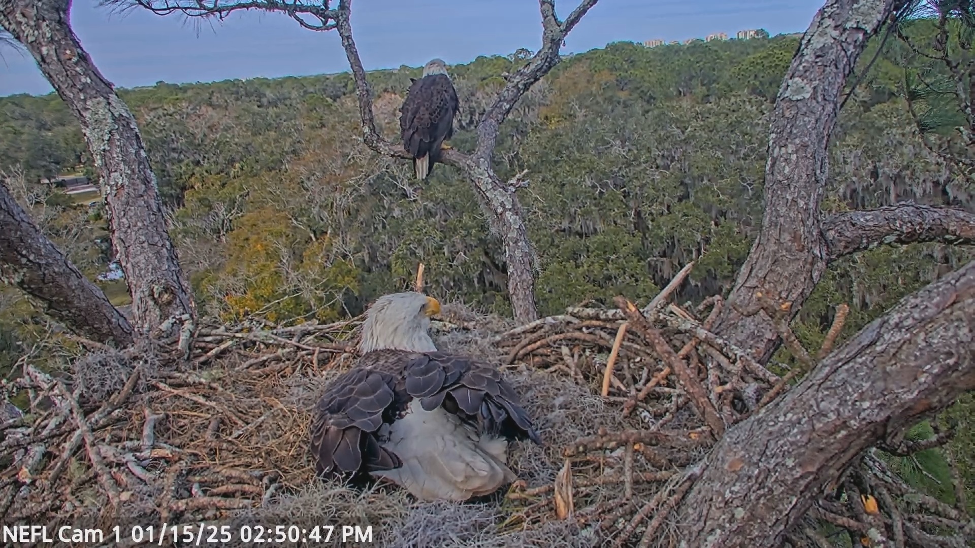 Snapshot of NE Florida Eagles Live Webcam taken Jan 15, 2025, 2:50pm EST