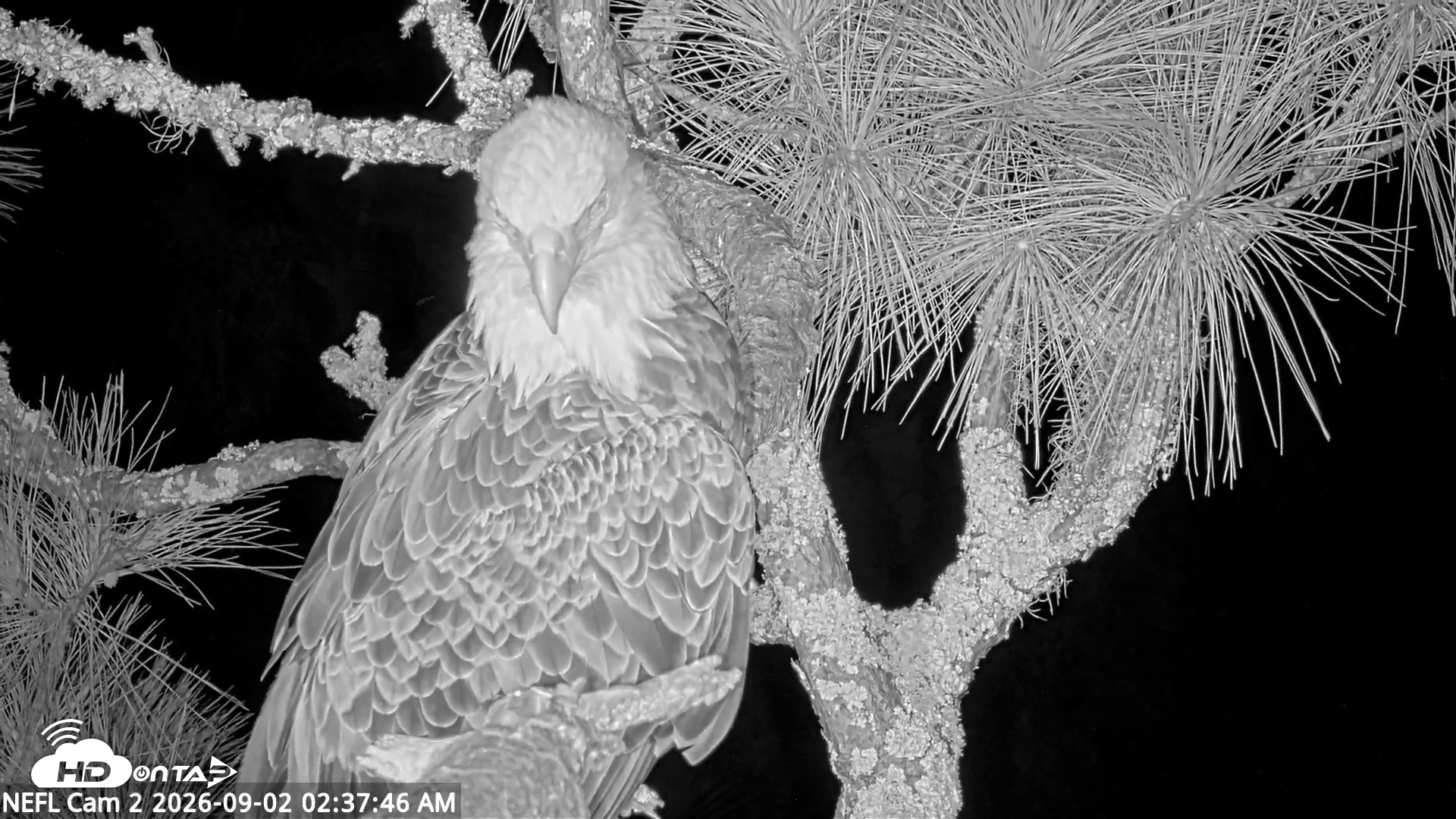 Snapshot of NE Florida Eagles Live Webcam taken Sep 2, 2026, 2:38am EDT