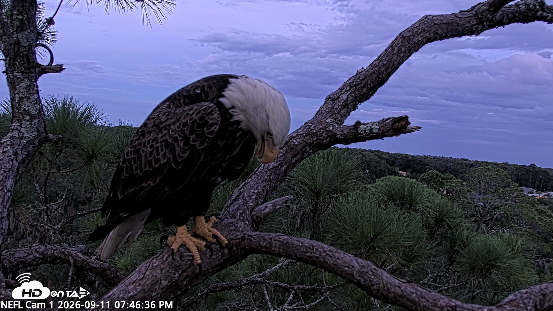 Snapshot of NE Florida Eagles Live Webcam taken Sep 11, 2026, 7:47pm EDT