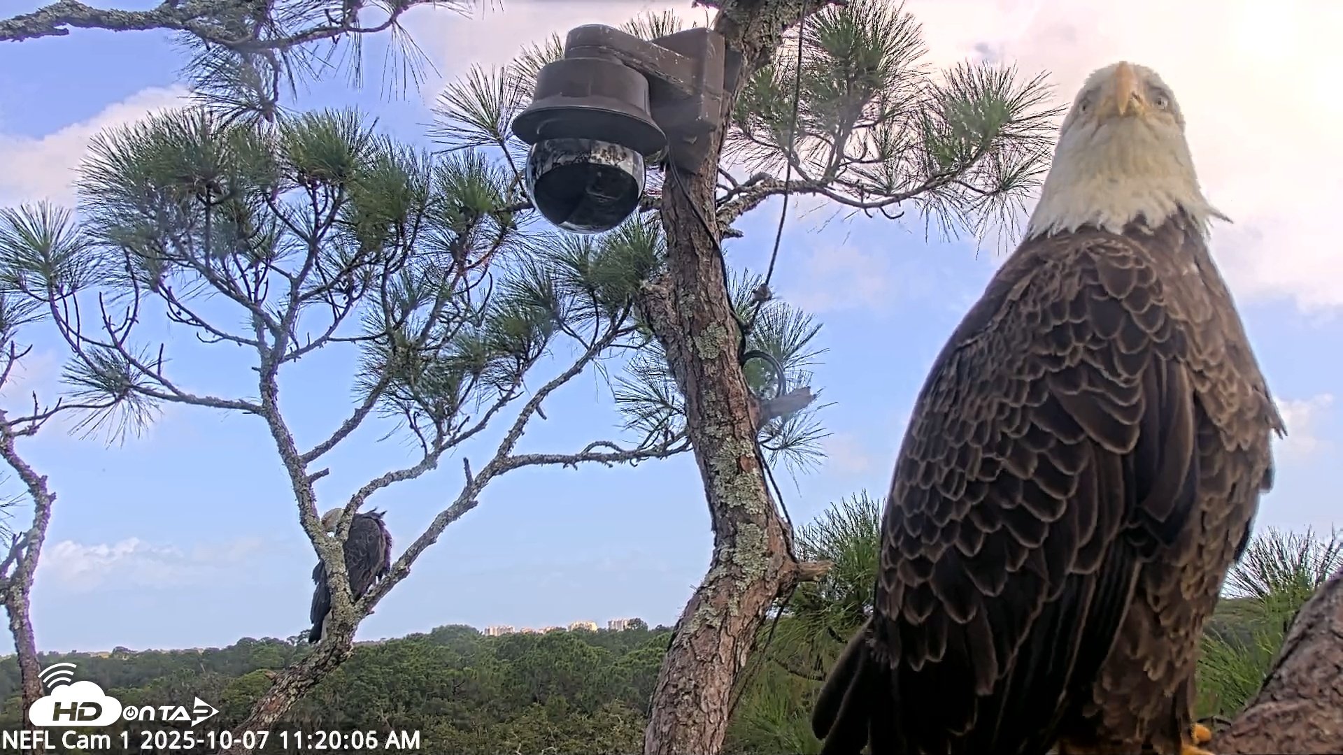 Snapshot of NE Florida Eagles Live Webcam taken Oct 7, 2025, 11:21am EDT
