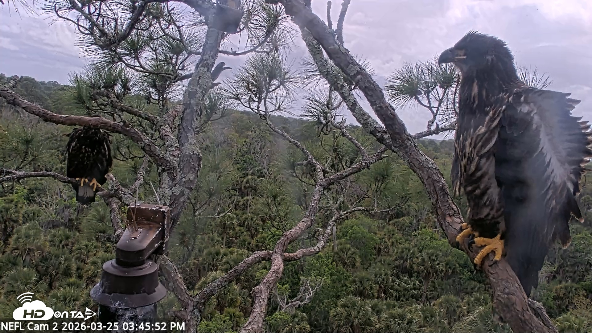 Snapshot of NE Florida Eagles Live Webcam taken Mar 25, 2026, 3:46pm EDT