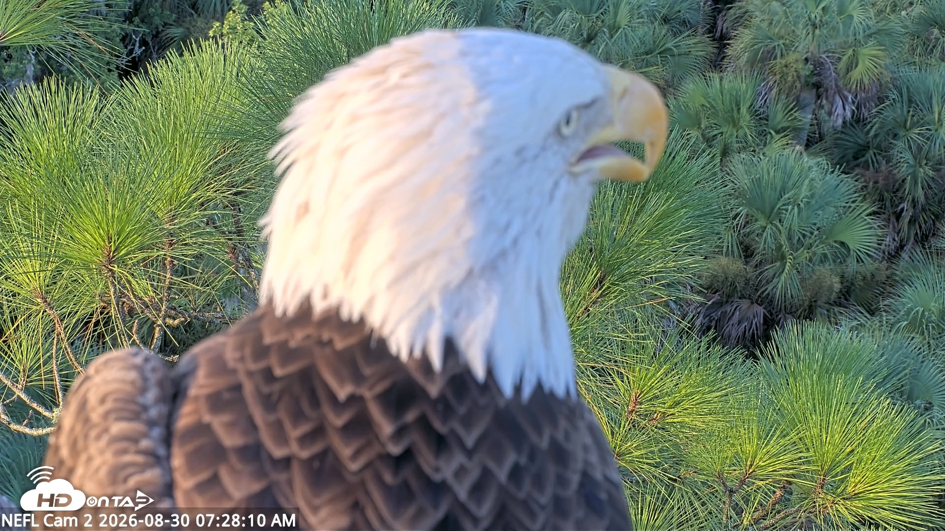 Snapshot of NE Florida Eagles Live Webcam taken Aug 30, 2026, 7:29am EDT