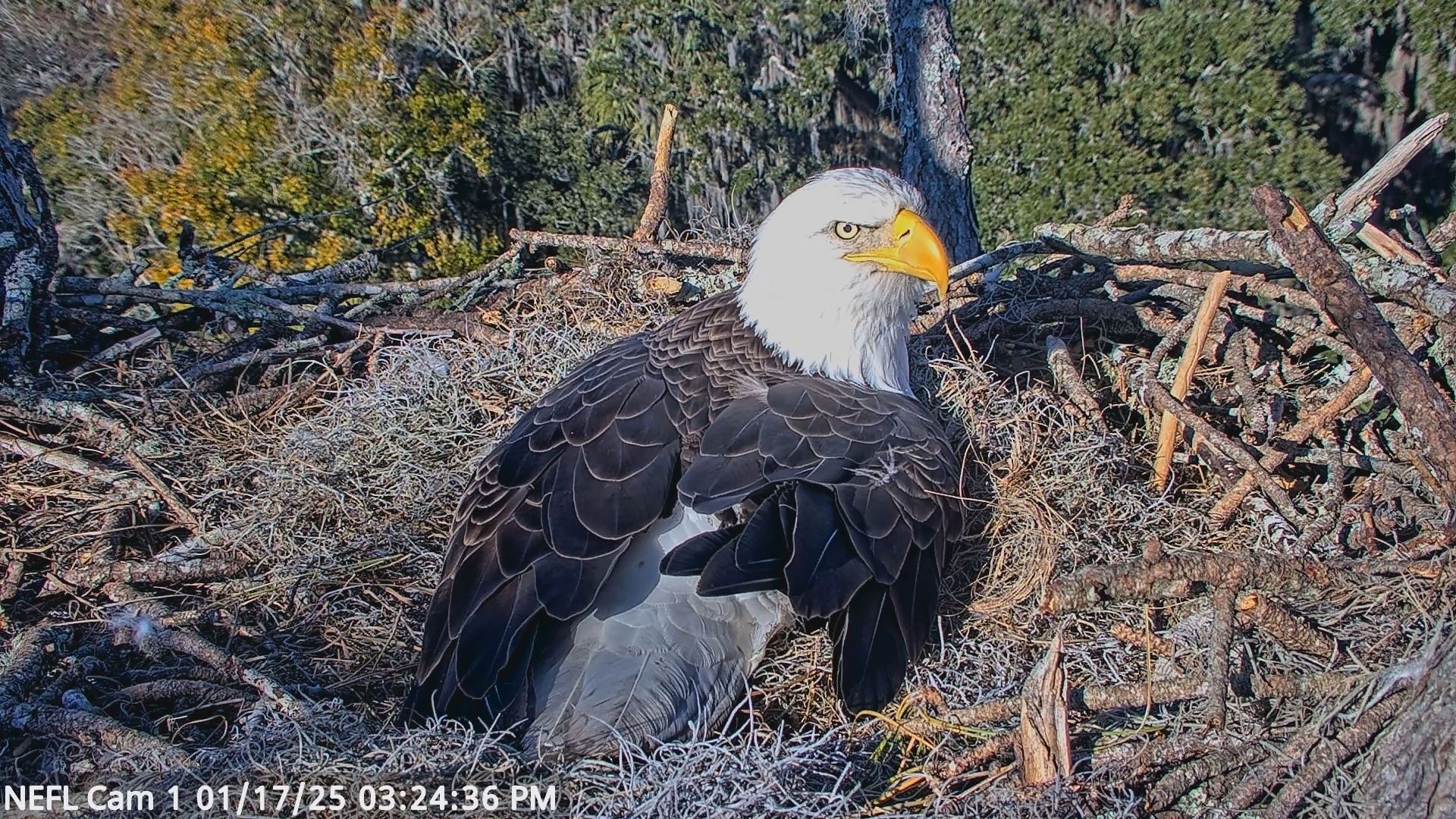 Snapshot of NE Florida Eagles Live Webcam taken Jan 17, 2025, 3:24pm EST